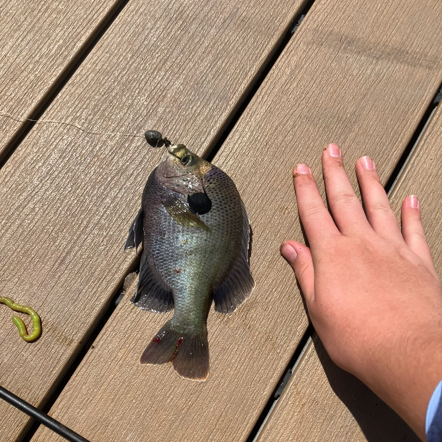 The most recent Coppernose bluegill catches on Fishbrain