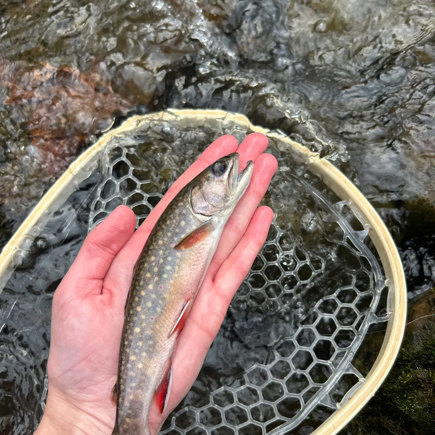 The most recent Brook trout catches on Fishbrain