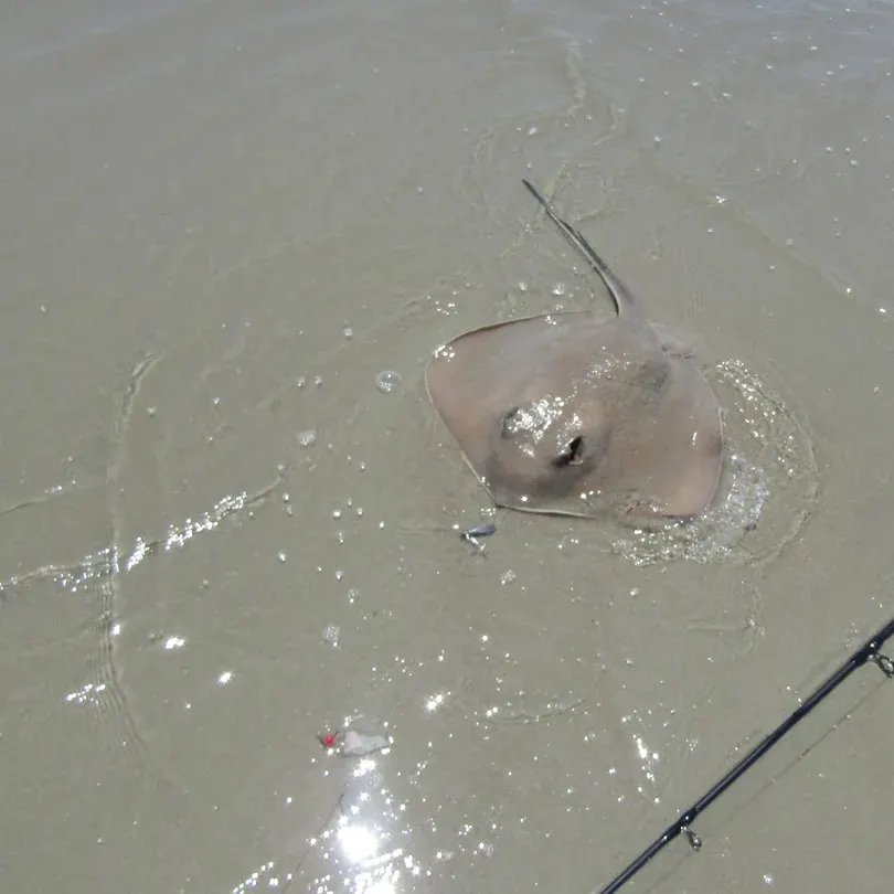 The most recent Sharpnose stingray catches on Fishbrain
