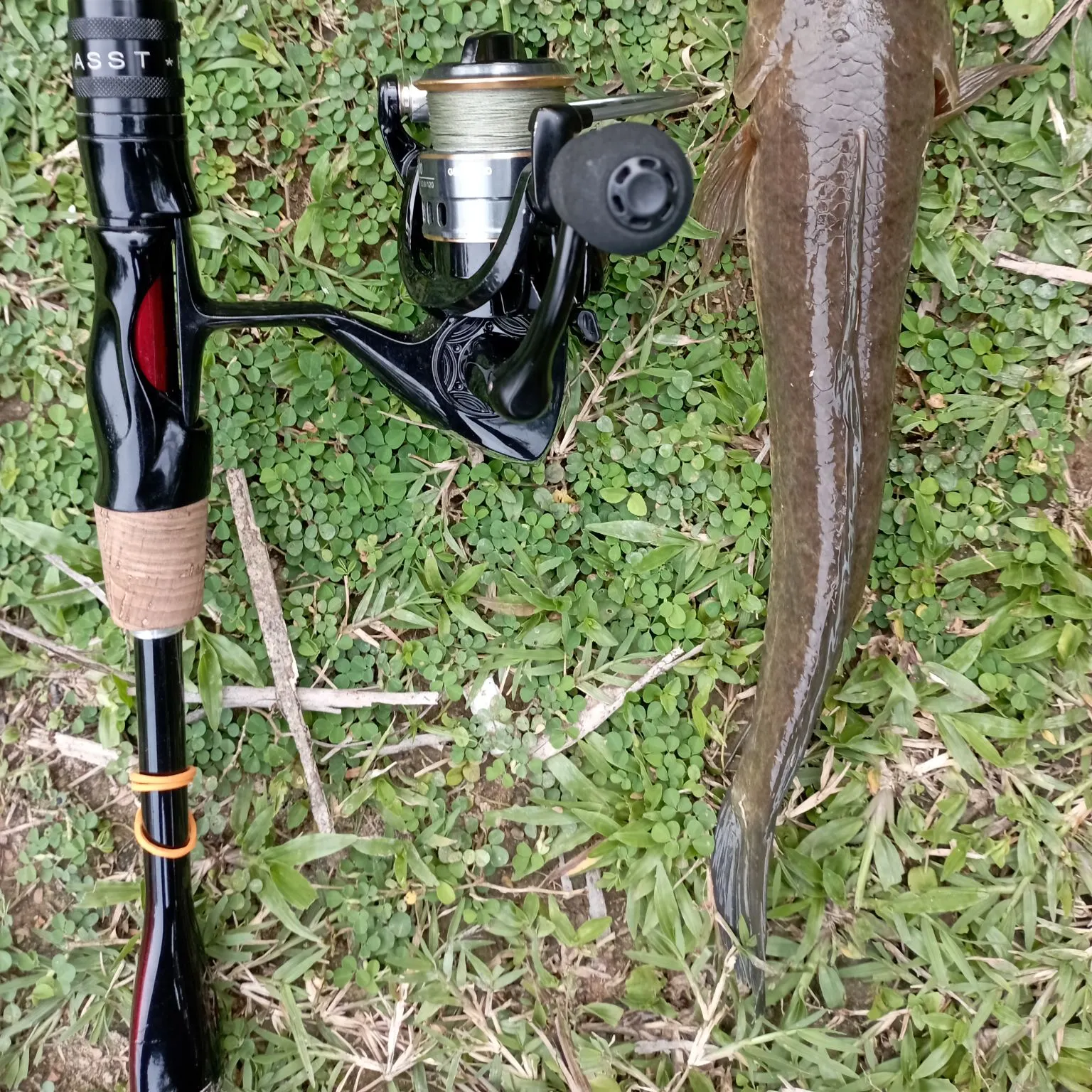 The most recent Striped snakehead catches on Fishbrain