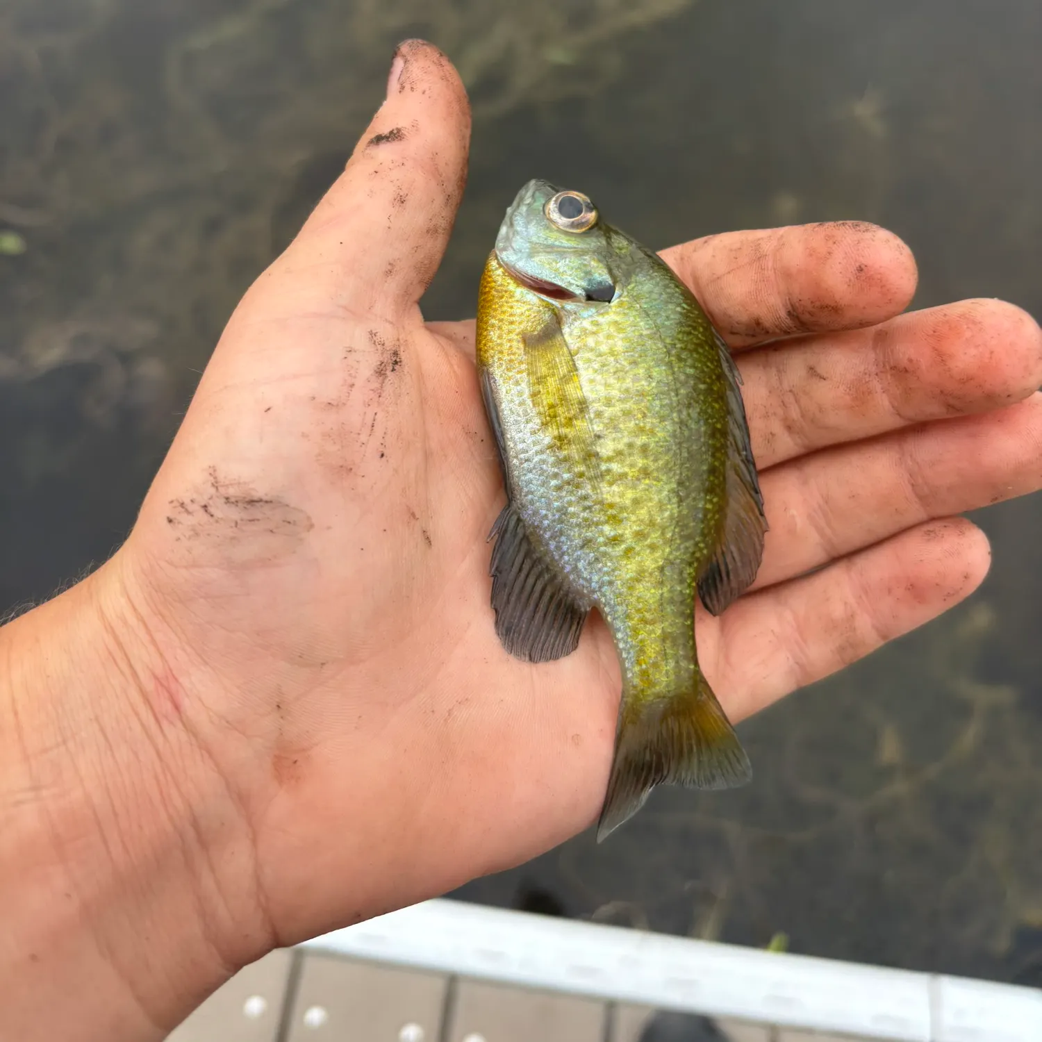Bluegill caught on Fishbrain