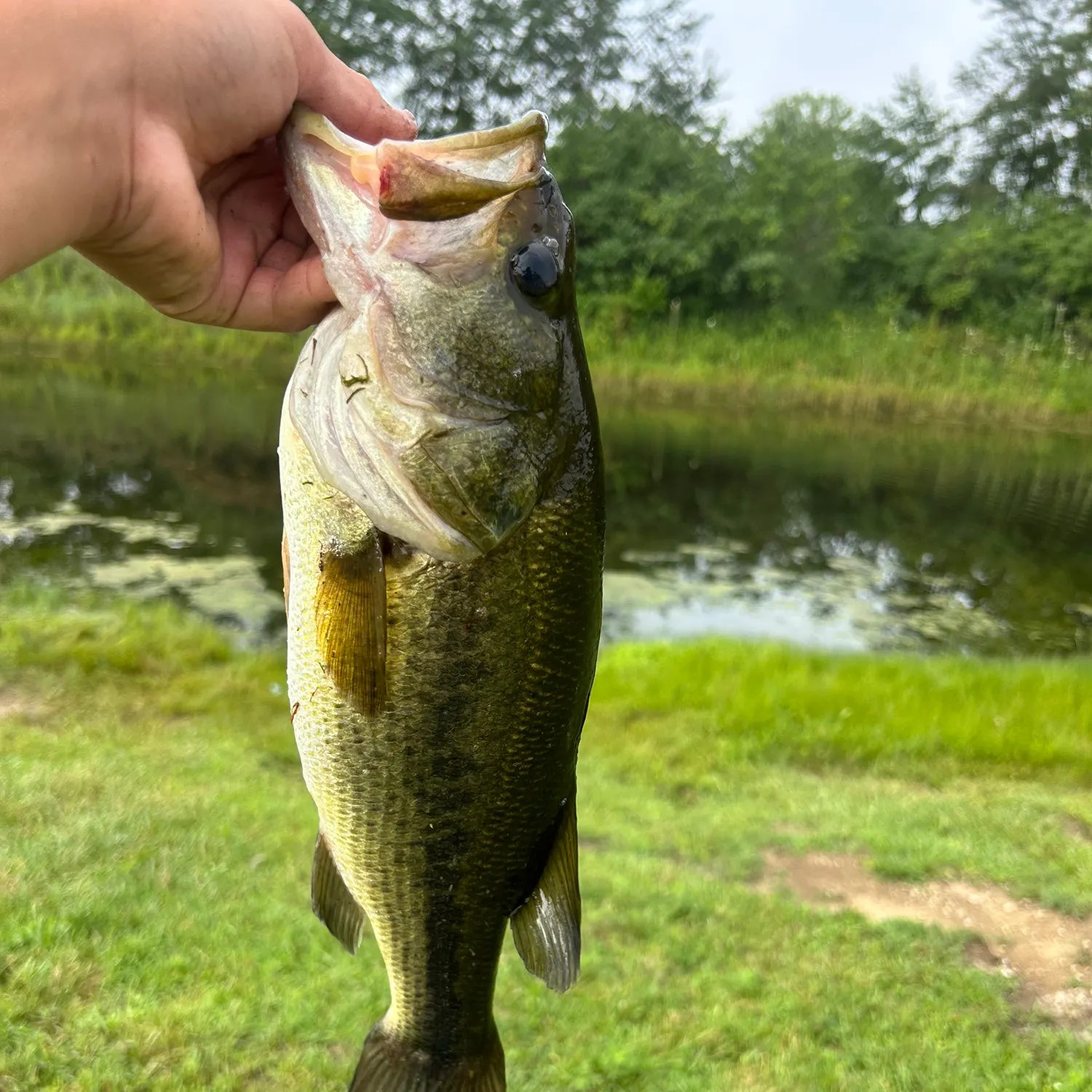 Largemouth bass caught on Fishbrain