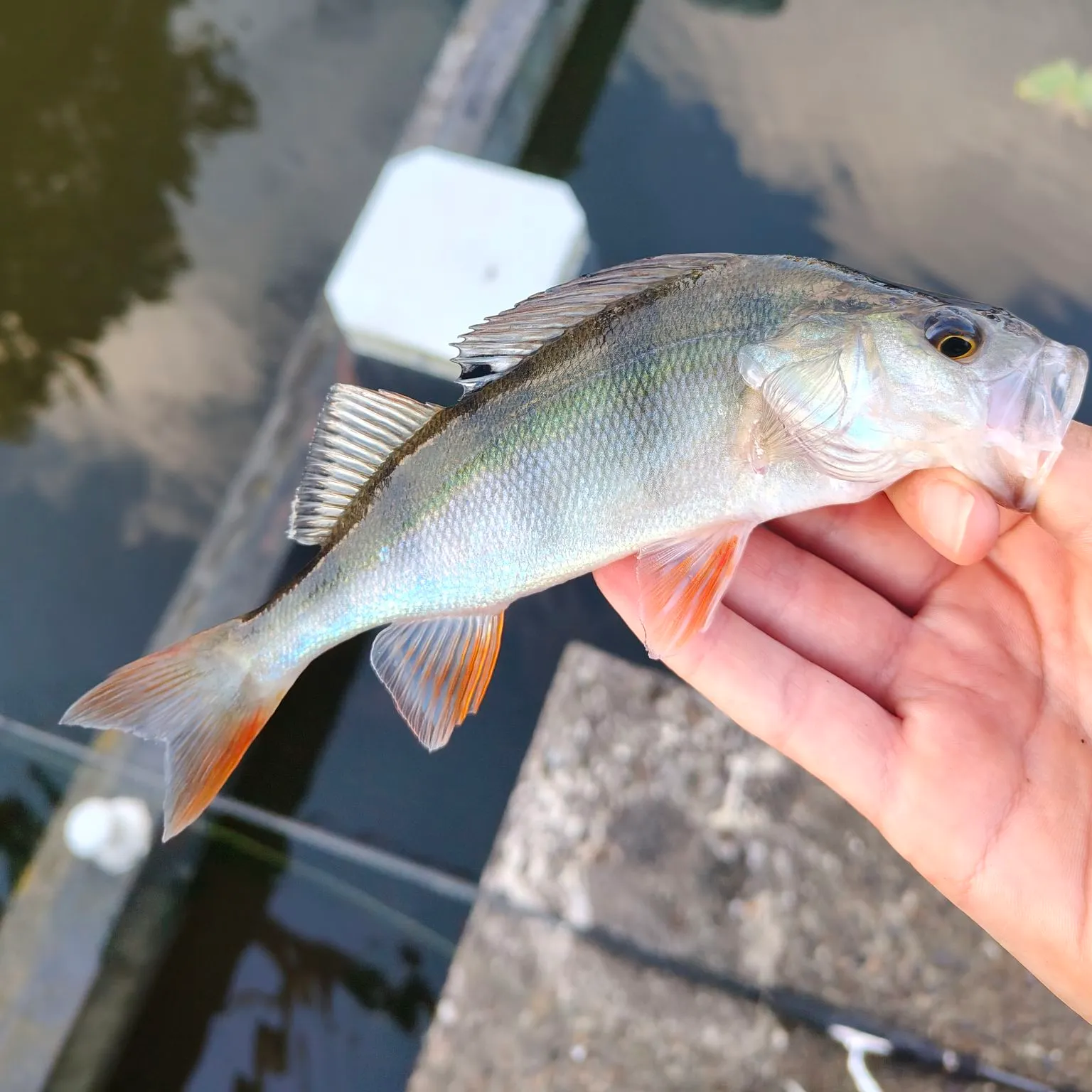 European perch caught on Fishbrain