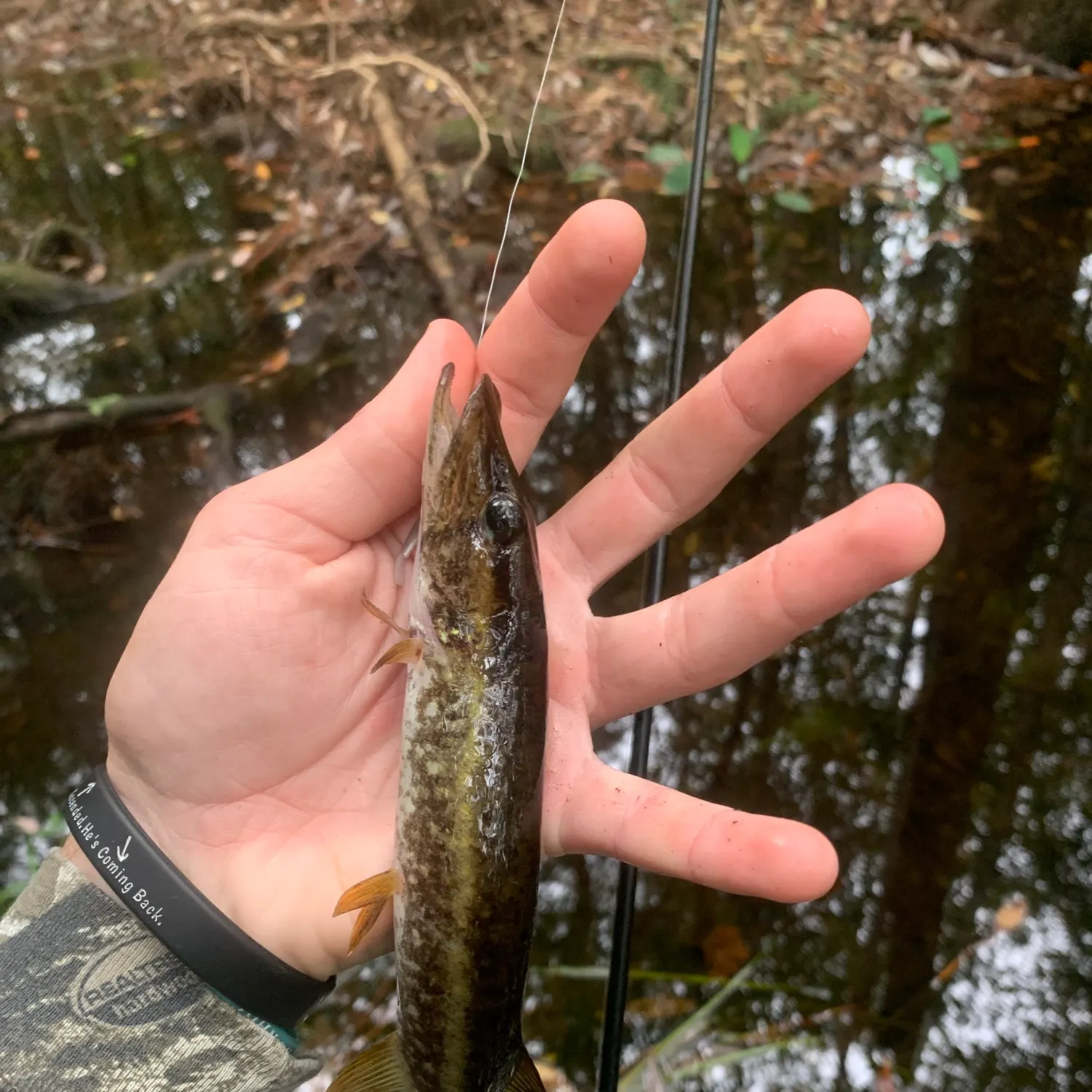 The most recent Redfin x chain pickerel catches on Fishbrain