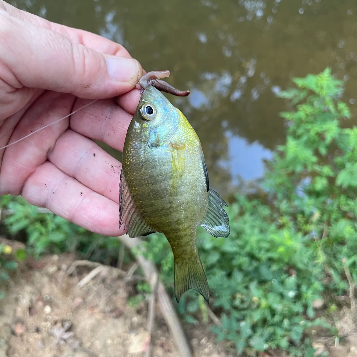 Bluegill caught on Fishbrain