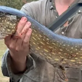 Northern pike caught on Fishbrain
