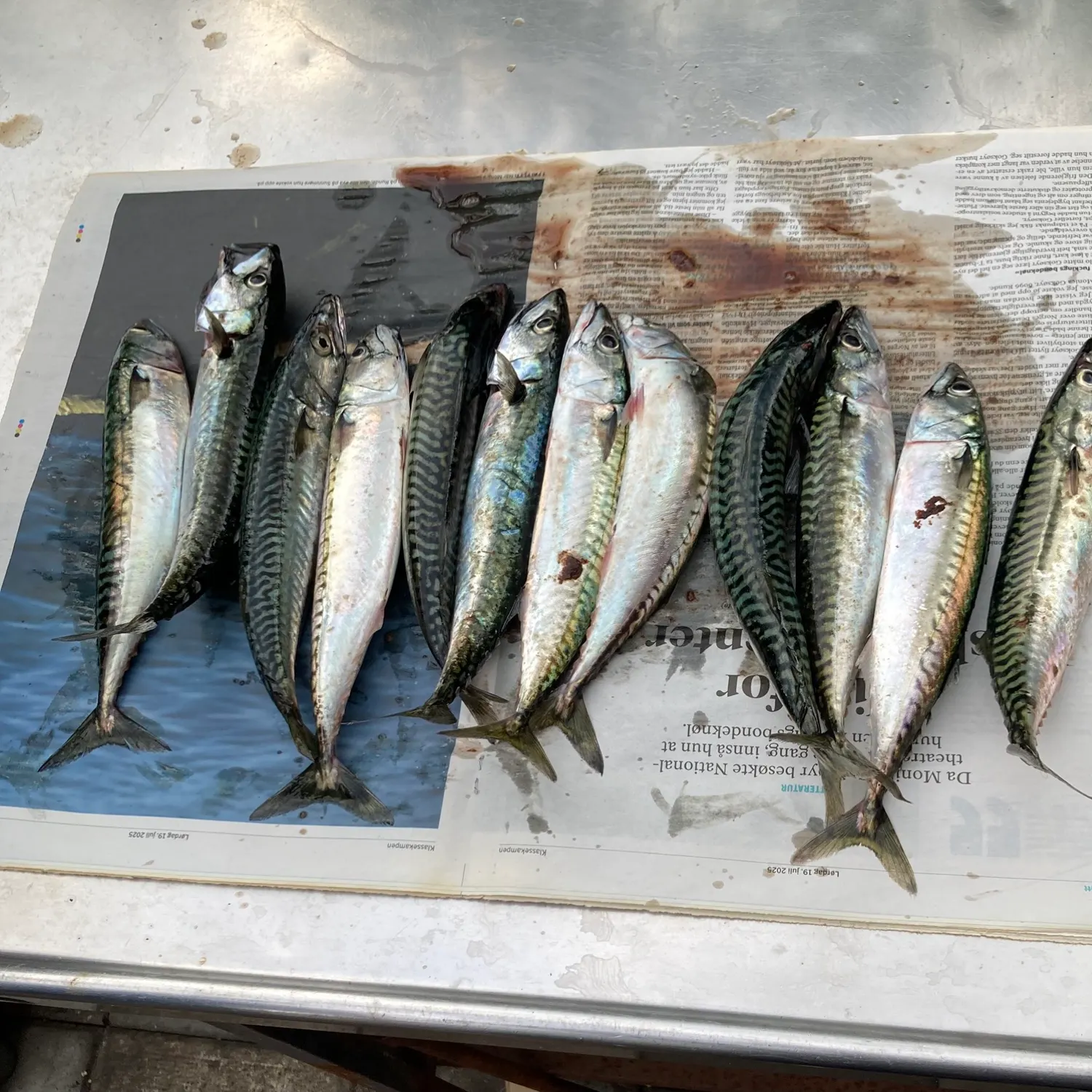 recently logged catches