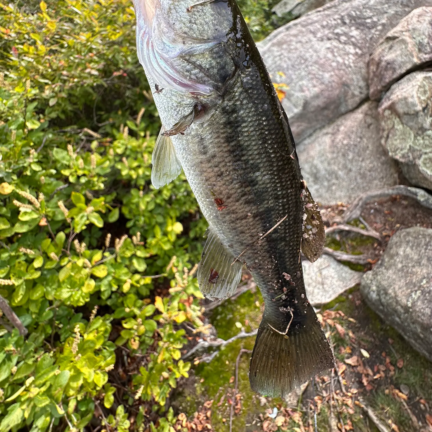 Fish caught on Fishbrain
