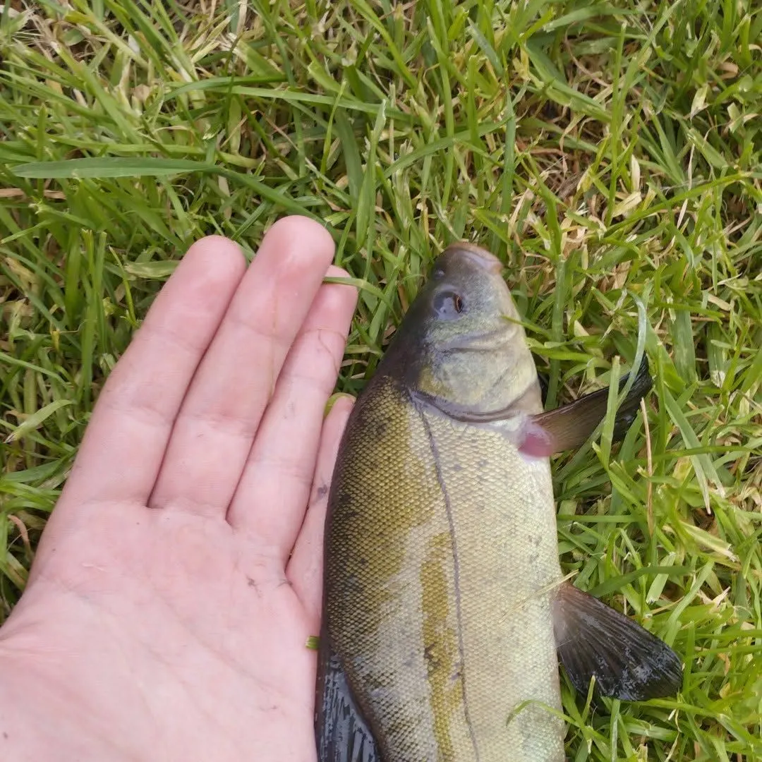 Fish caught on Fishbrain