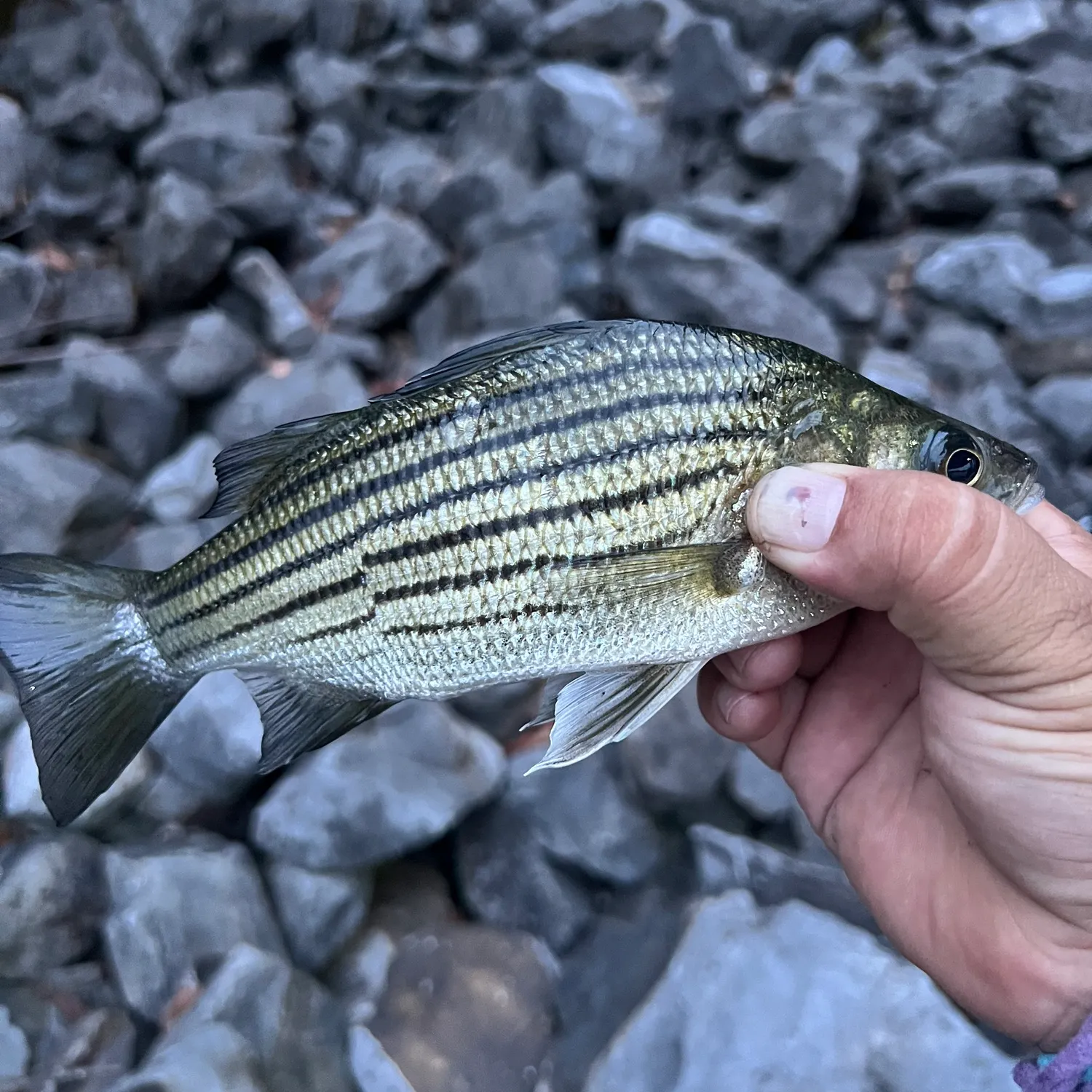 Yellow bass caught on Fishbrain