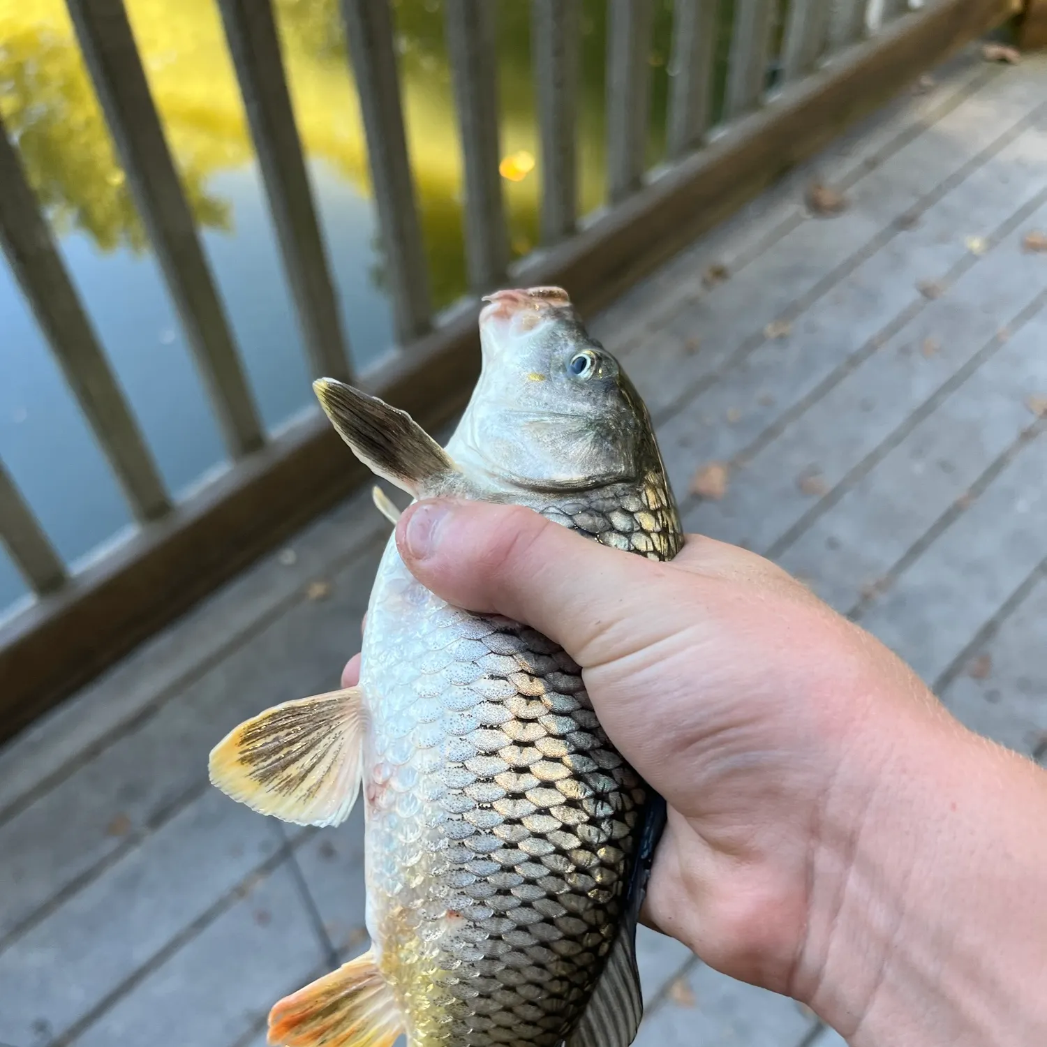 Silver redhorse caught on Fishbrain