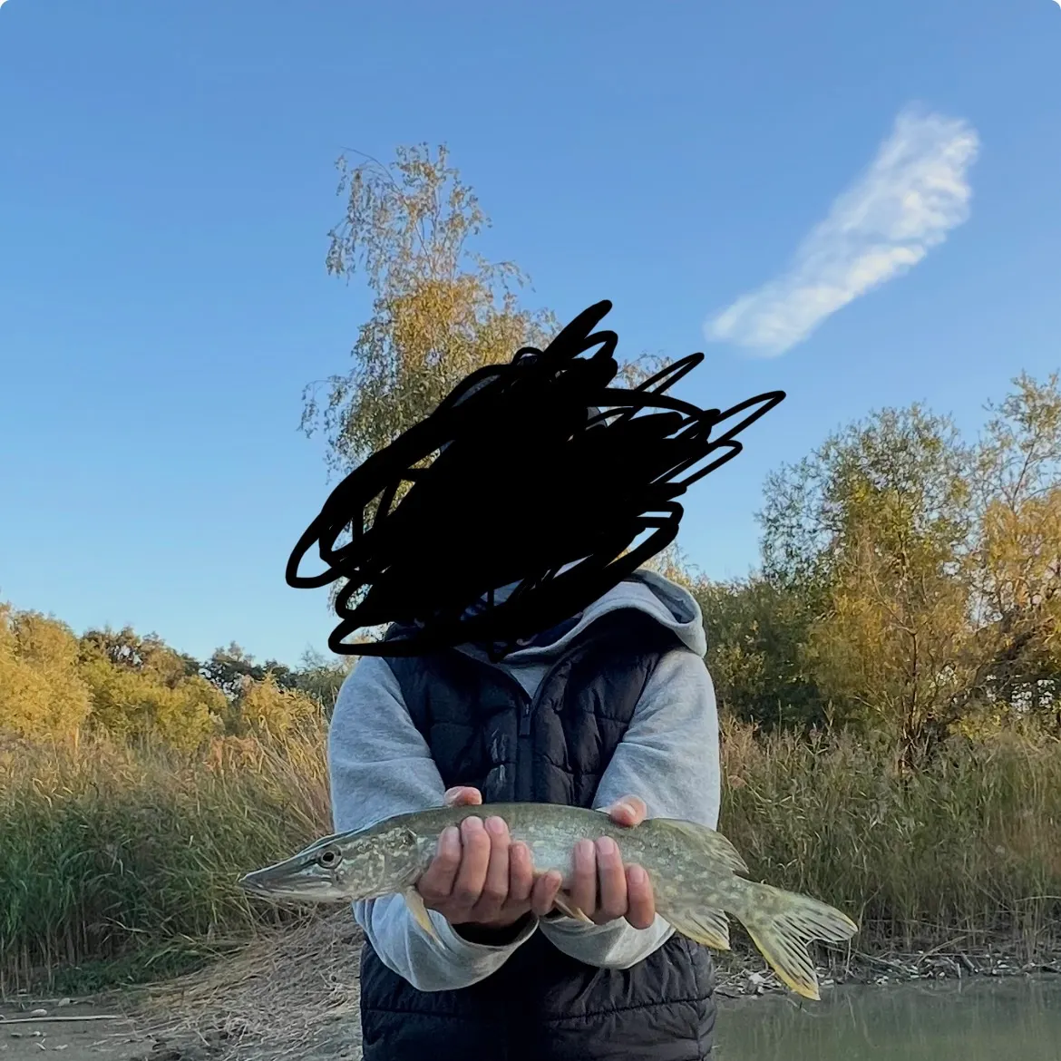 Northern pike caught on Fishbrain
