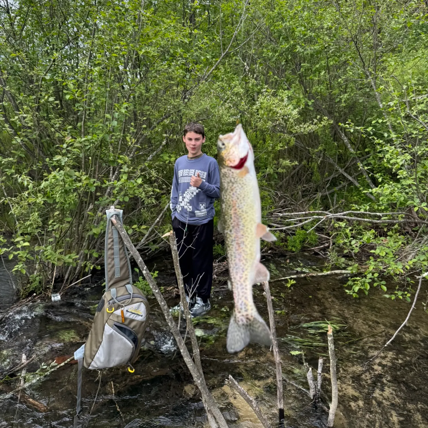 Brown trout caught on Fishbrain