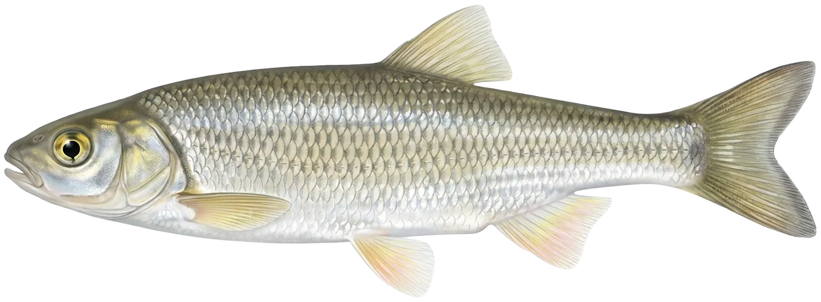Common dace