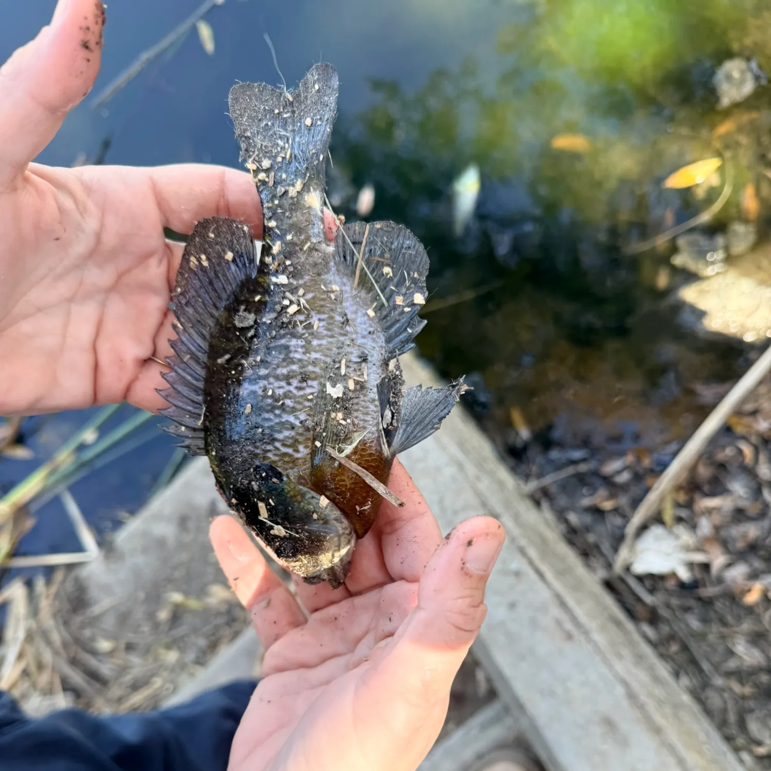 Bluegill caught on Fishbrain