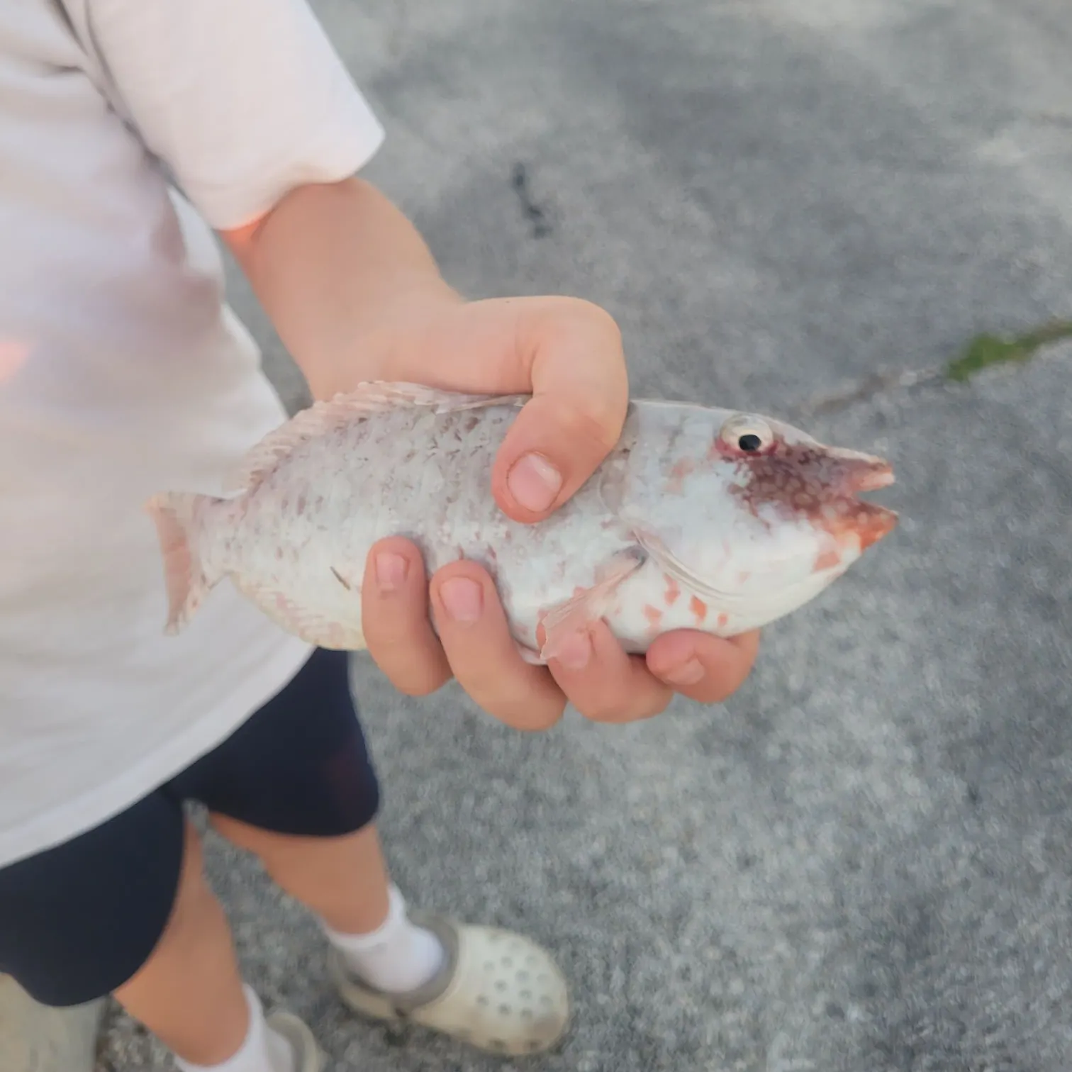 The most recent Japanese parrotfish catches on Fishbrain