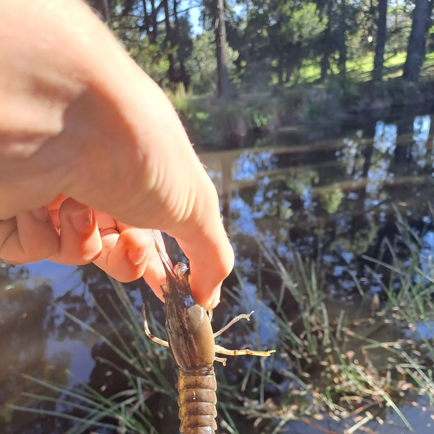 The most recent Common yabby catches on Fishbrain