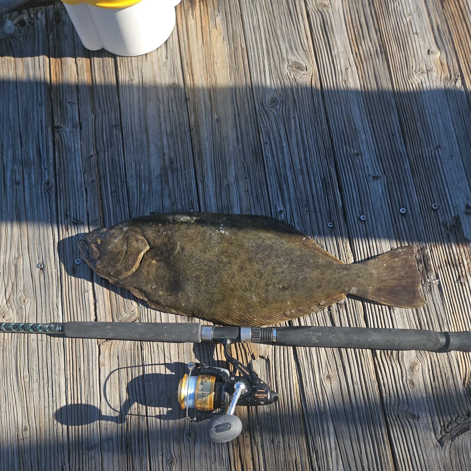 The most recent California halibut catches on Fishbrain
