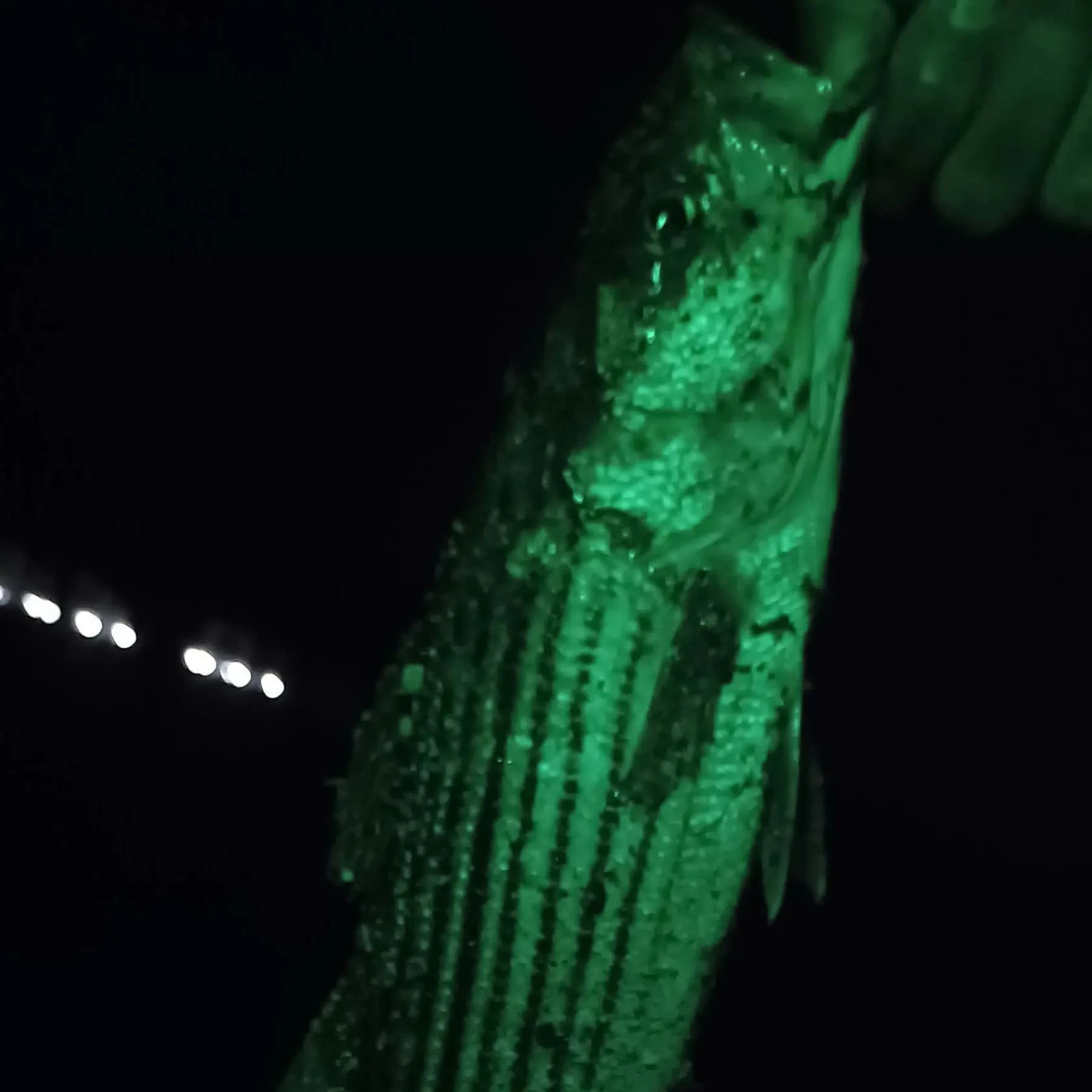Striped bass caught on Fishbrain