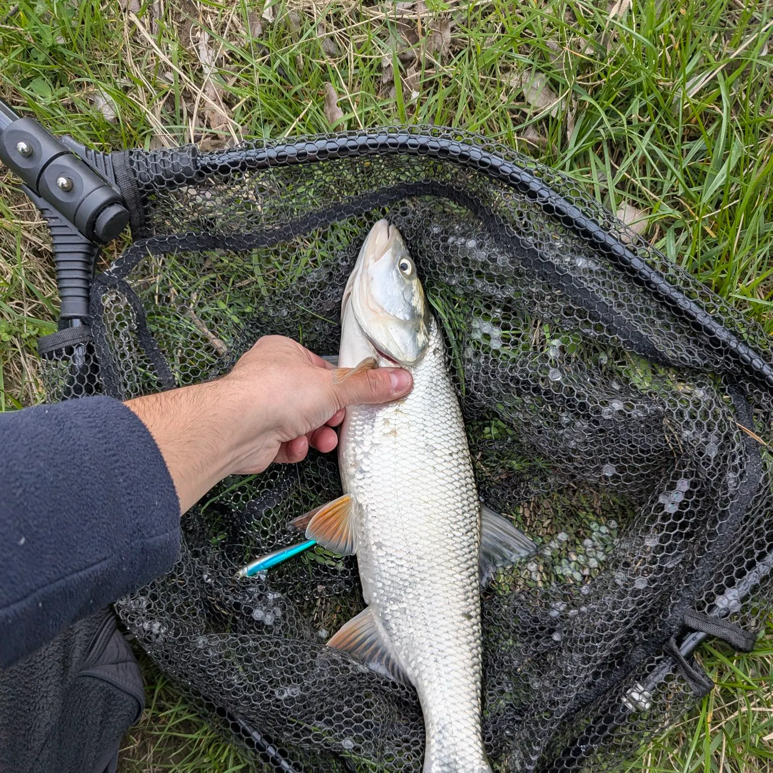 The most recent Asp catches on Fishbrain