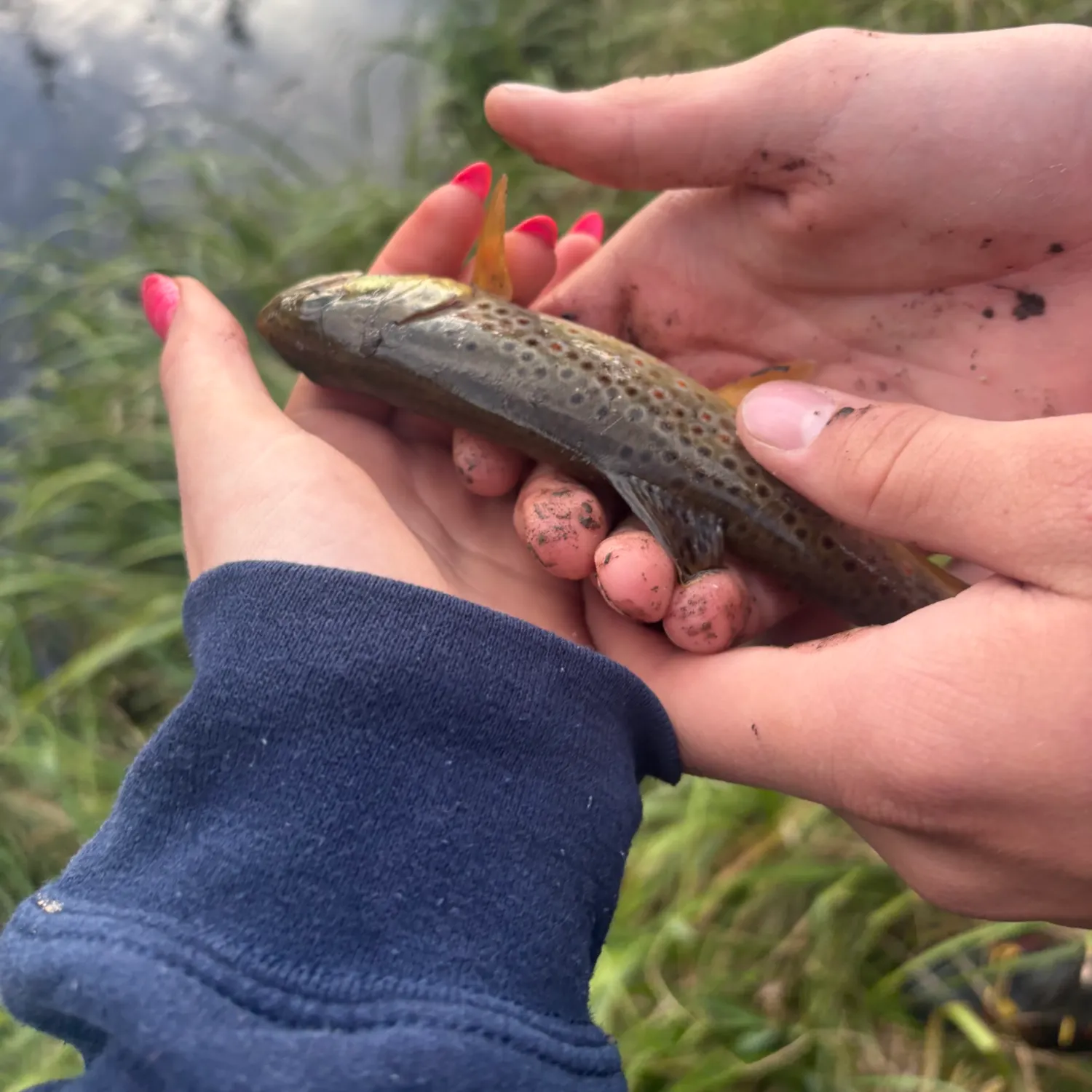 Brook trout caught on Fishbrain