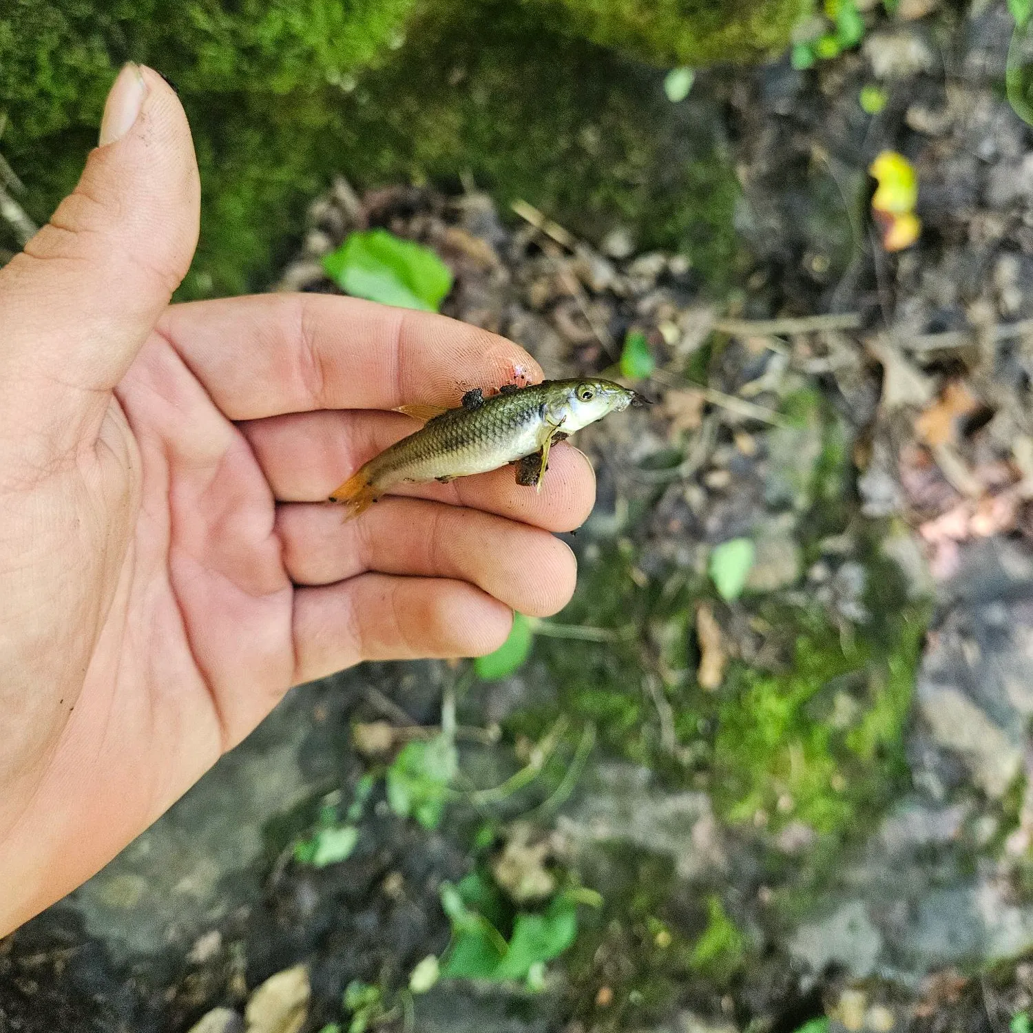 The most recent Alabama hogsucker catches on Fishbrain