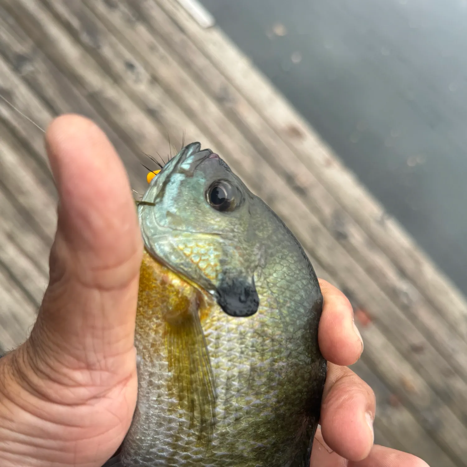 Bluegill caught on Fishbrain