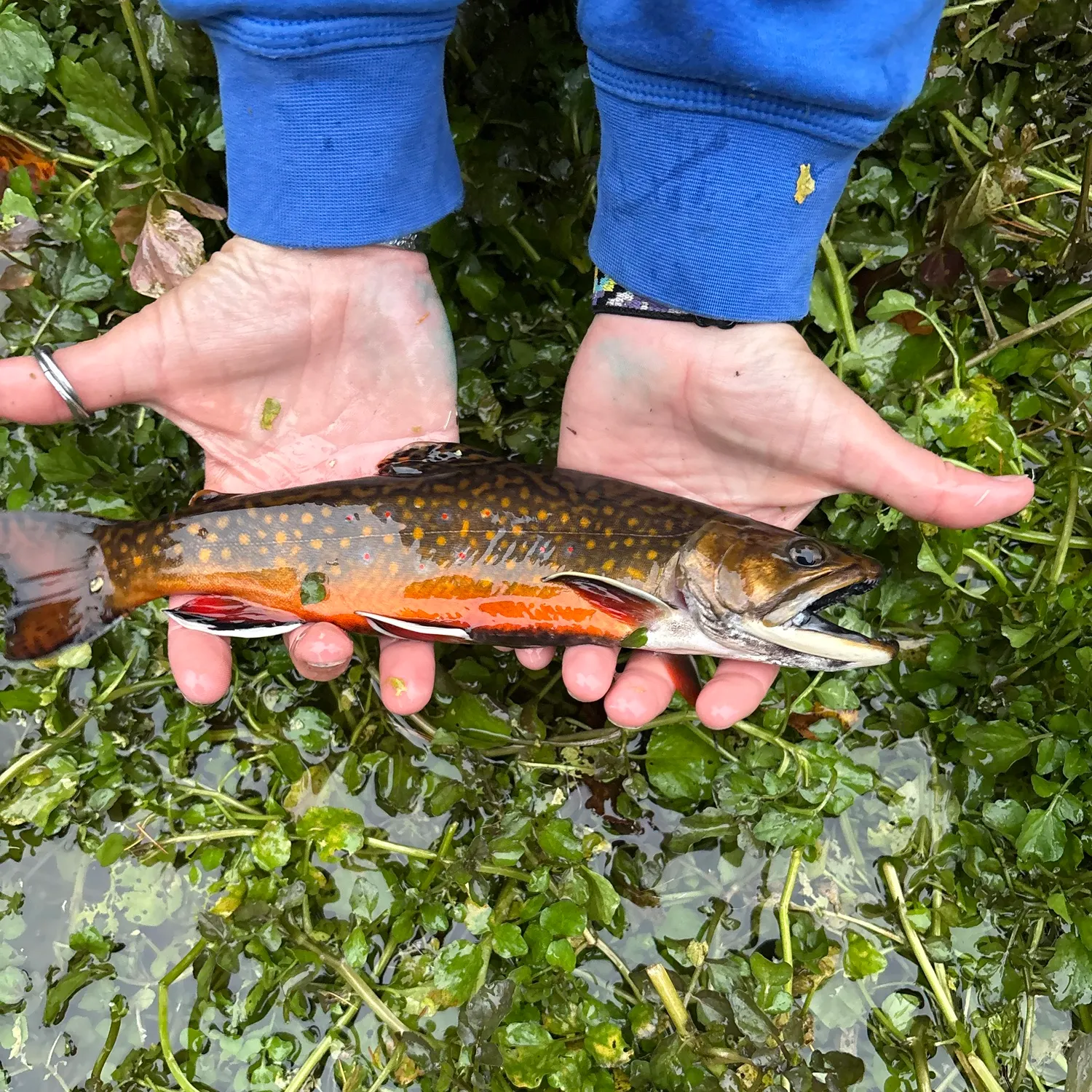Brook trout caught on Fishbrain