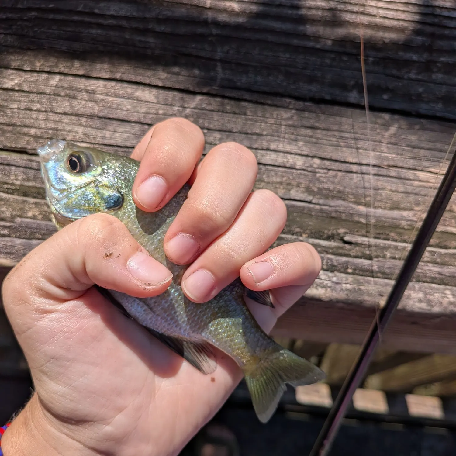 Bluegill caught on Fishbrain