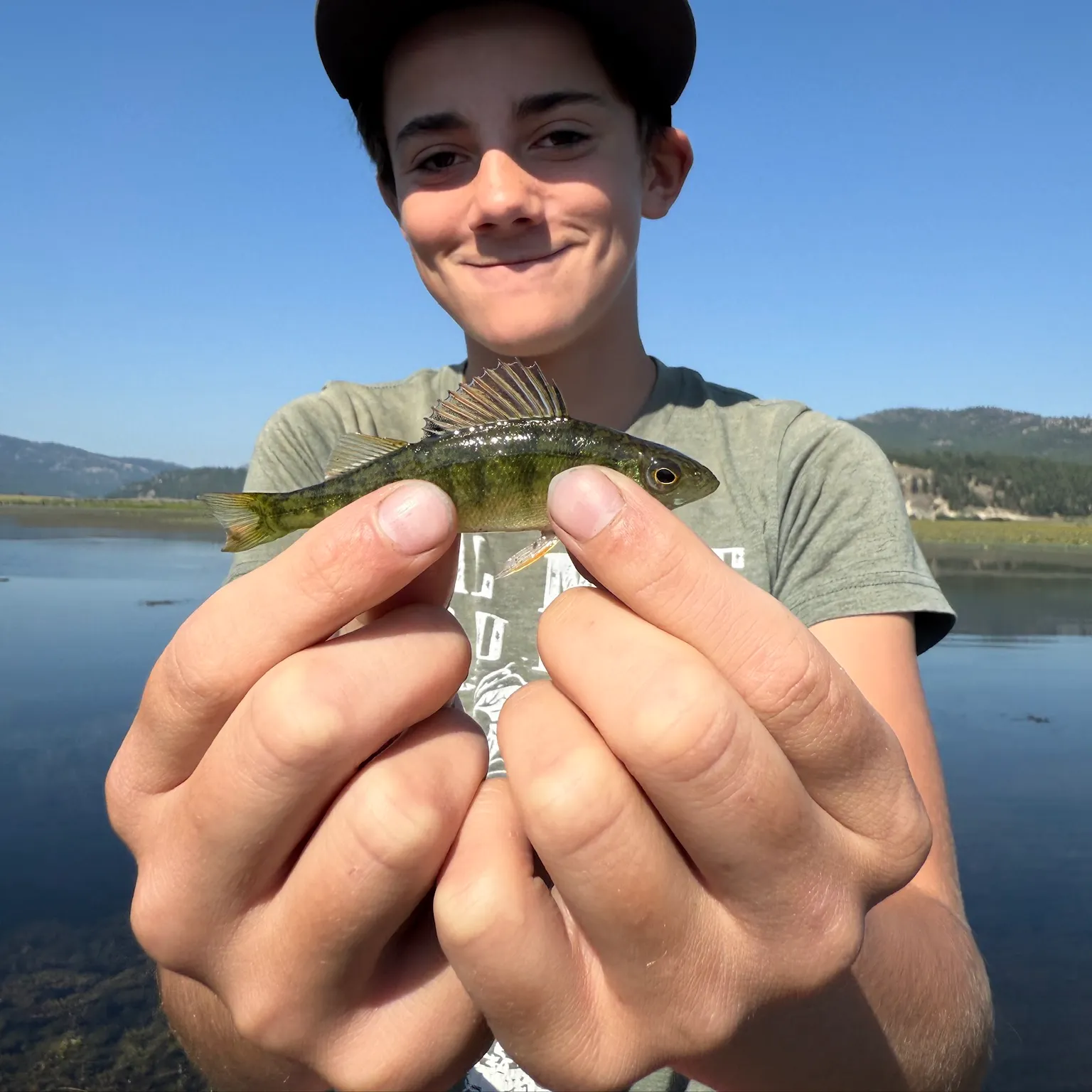 The most recent European perch catches on Fishbrain