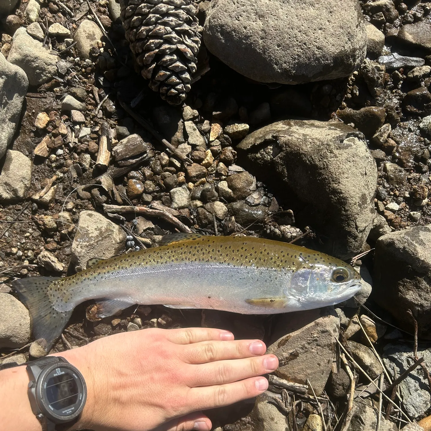 Rainbow trout caught on Fishbrain