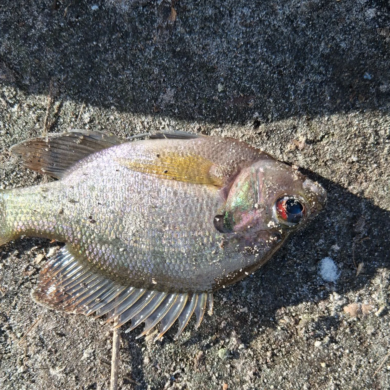 The most recent Coppernose bluegill catches on Fishbrain