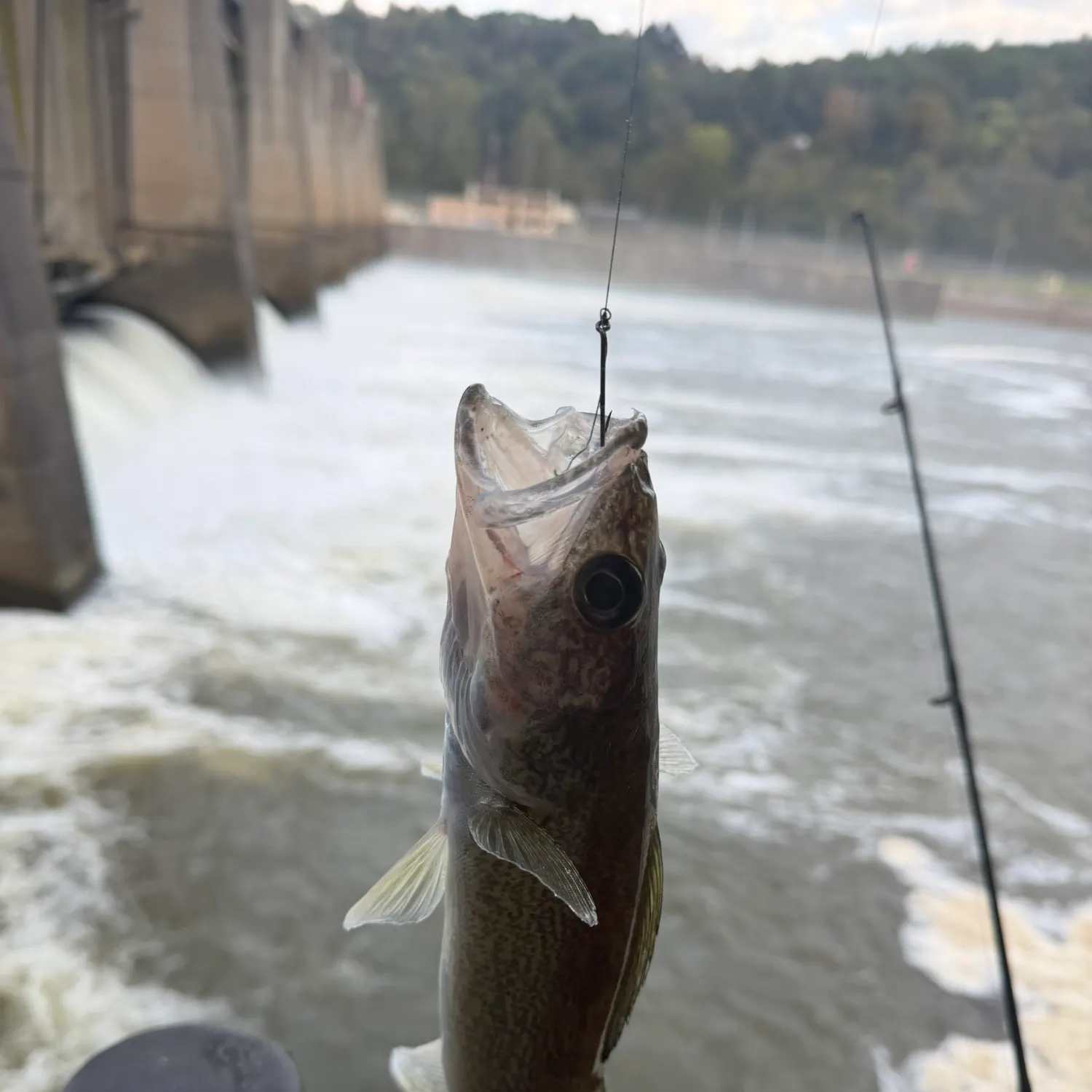 Walleye caught on Fishbrain