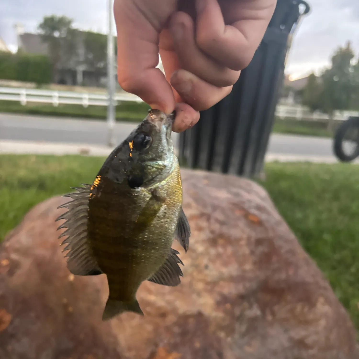 Bluegill caught on Fishbrain