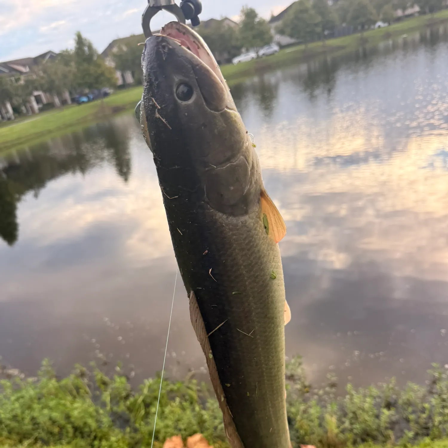 The most recent Ruddy bowfin catches on Fishbrain