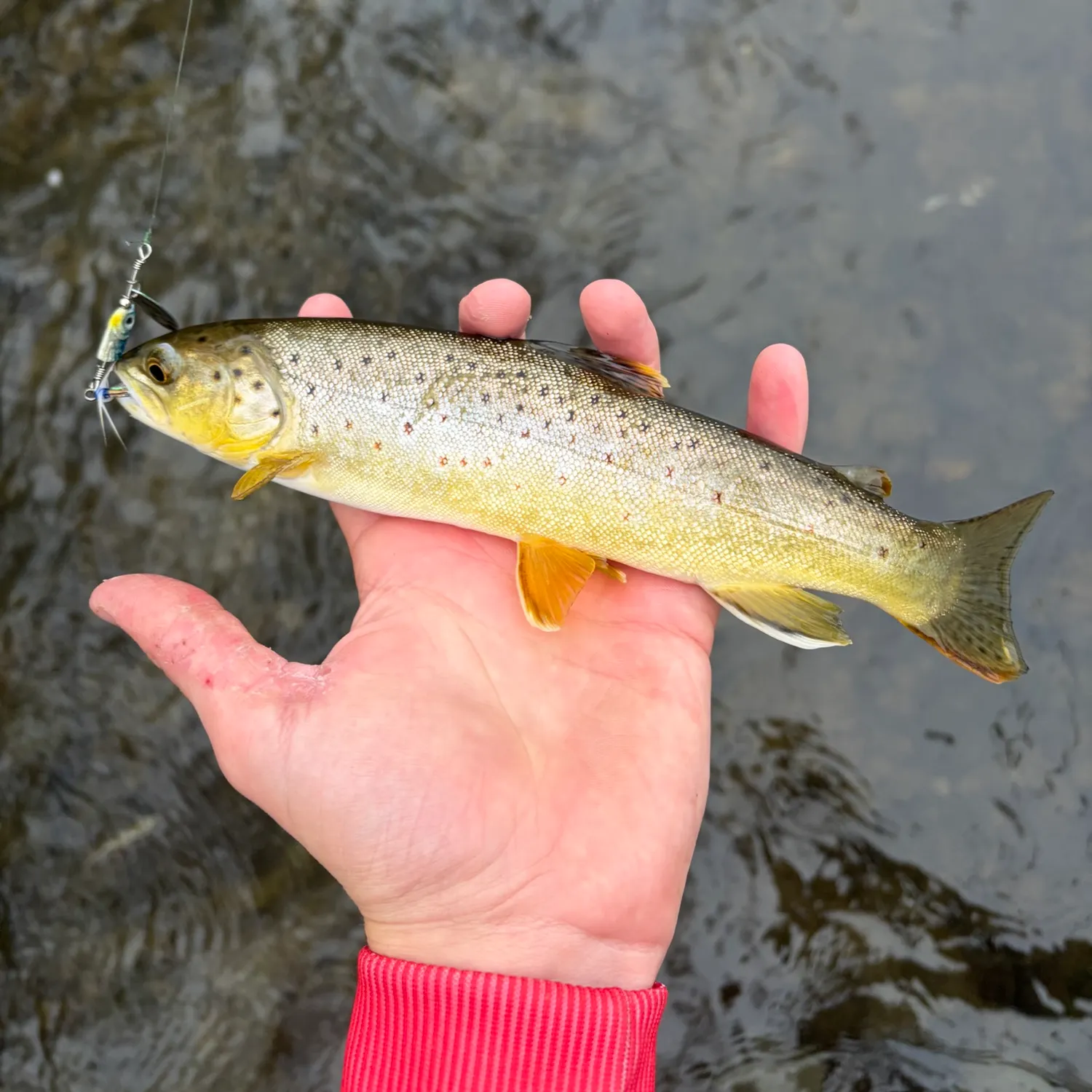 Brown trout caught on Fishbrain