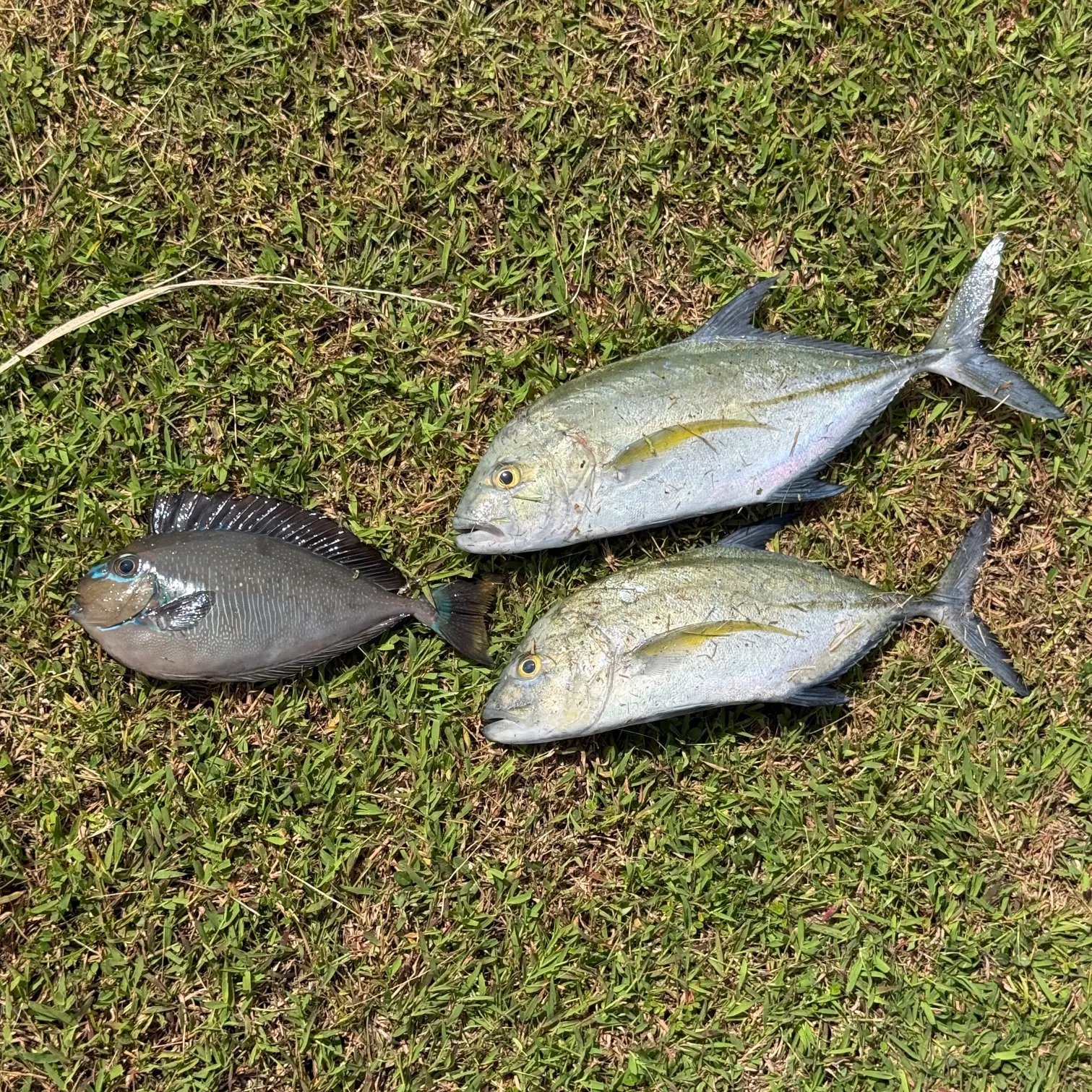 The most recent Bluefin trevally catches on Fishbrain