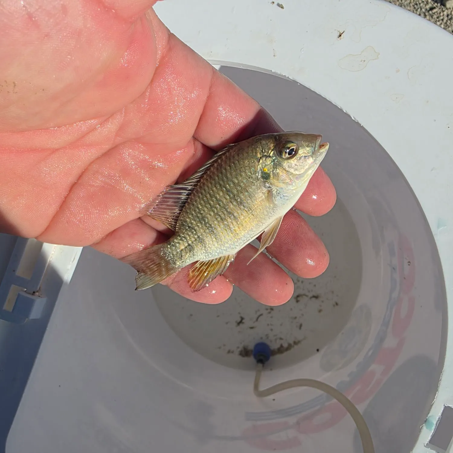 Redbelly tilapia caught on Fishbrain