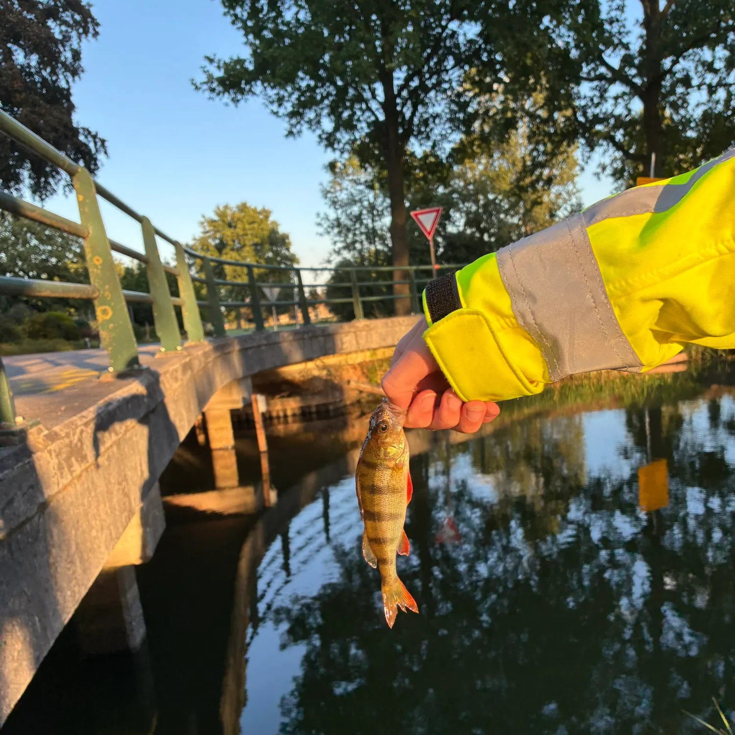 European perch caught on Fishbrain