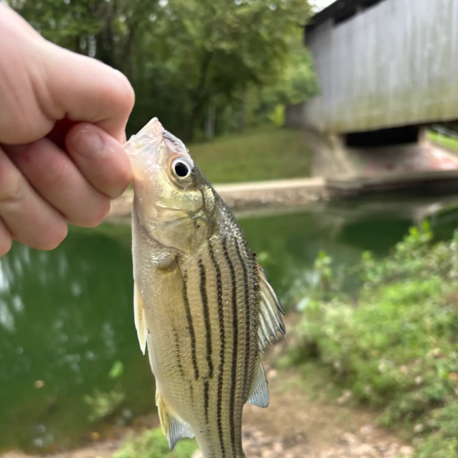 Yellow bass caught on Fishbrain