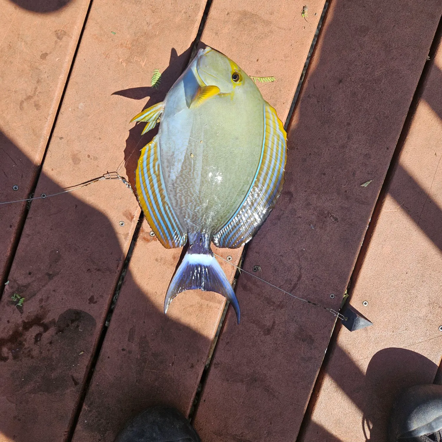 The most recent Eyestripe surgeonfish catches on Fishbrain