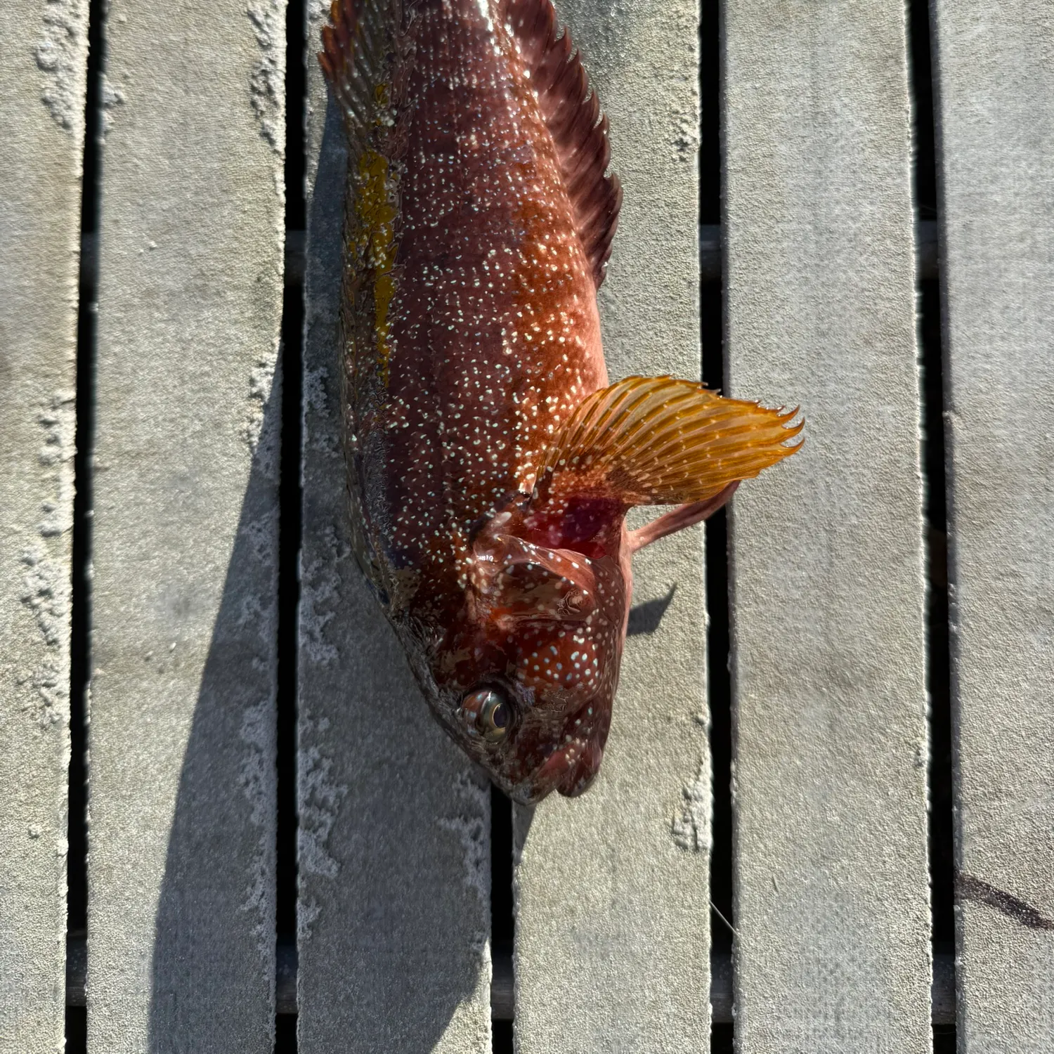 Largemouth blenny caught on Fishbrain