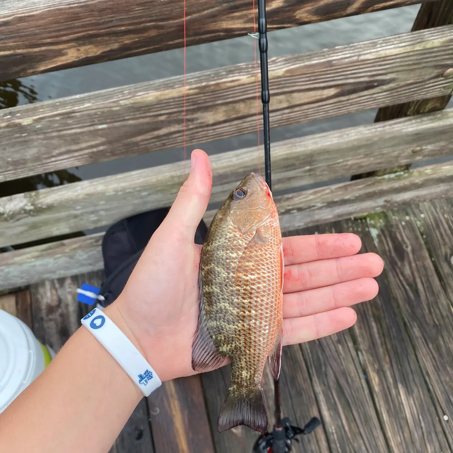 Mangrove snapper caught on Fishbrain