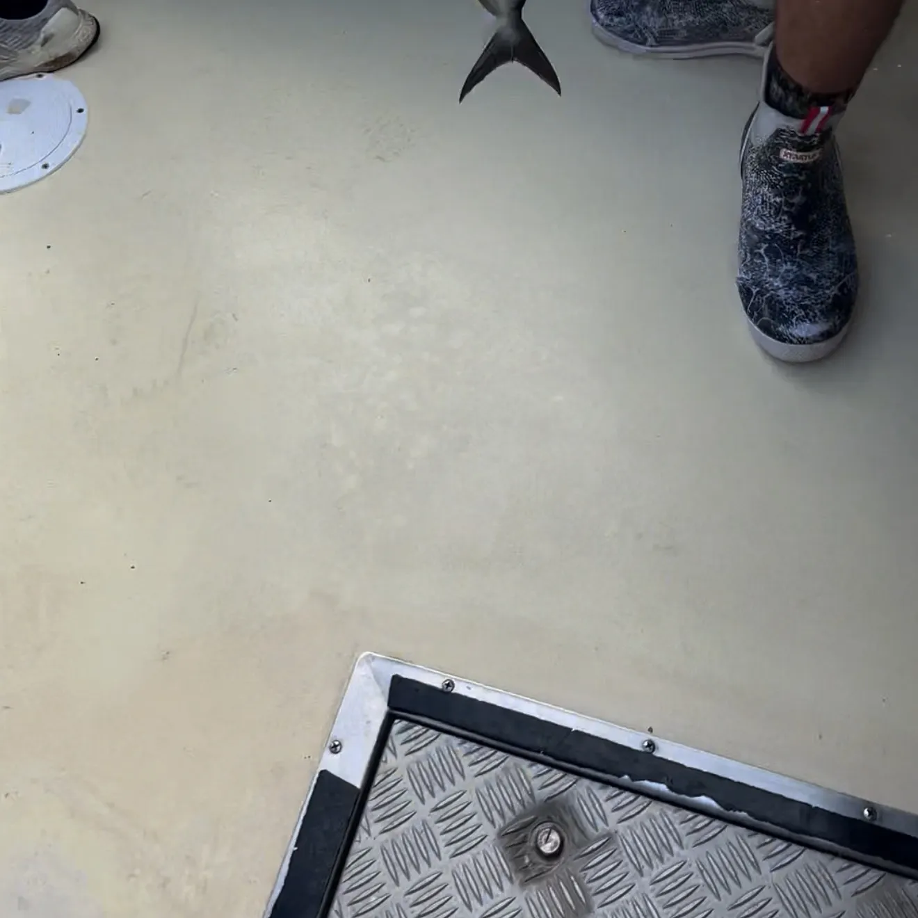 The most recent Almaco jack catches on Fishbrain