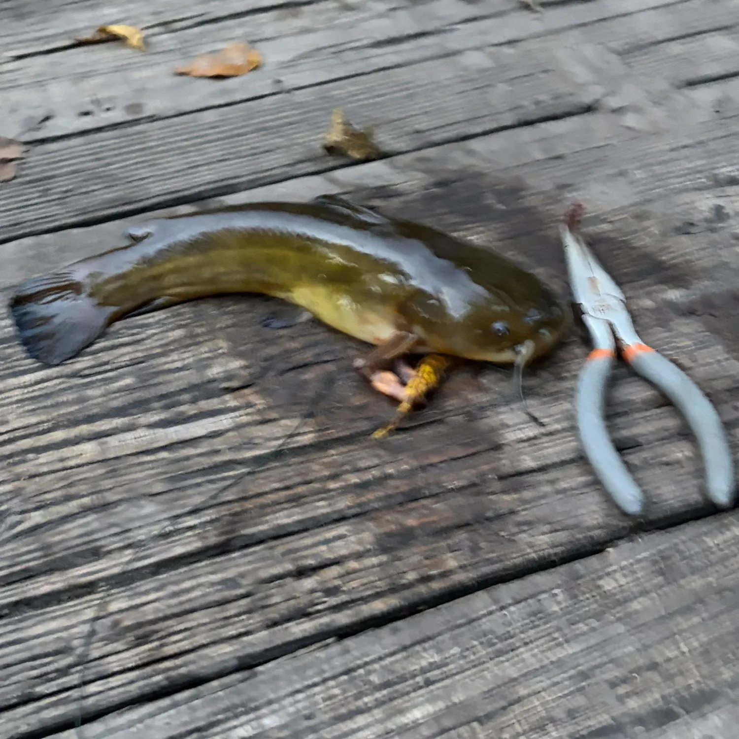 Yellow bullhead caught on Fishbrain