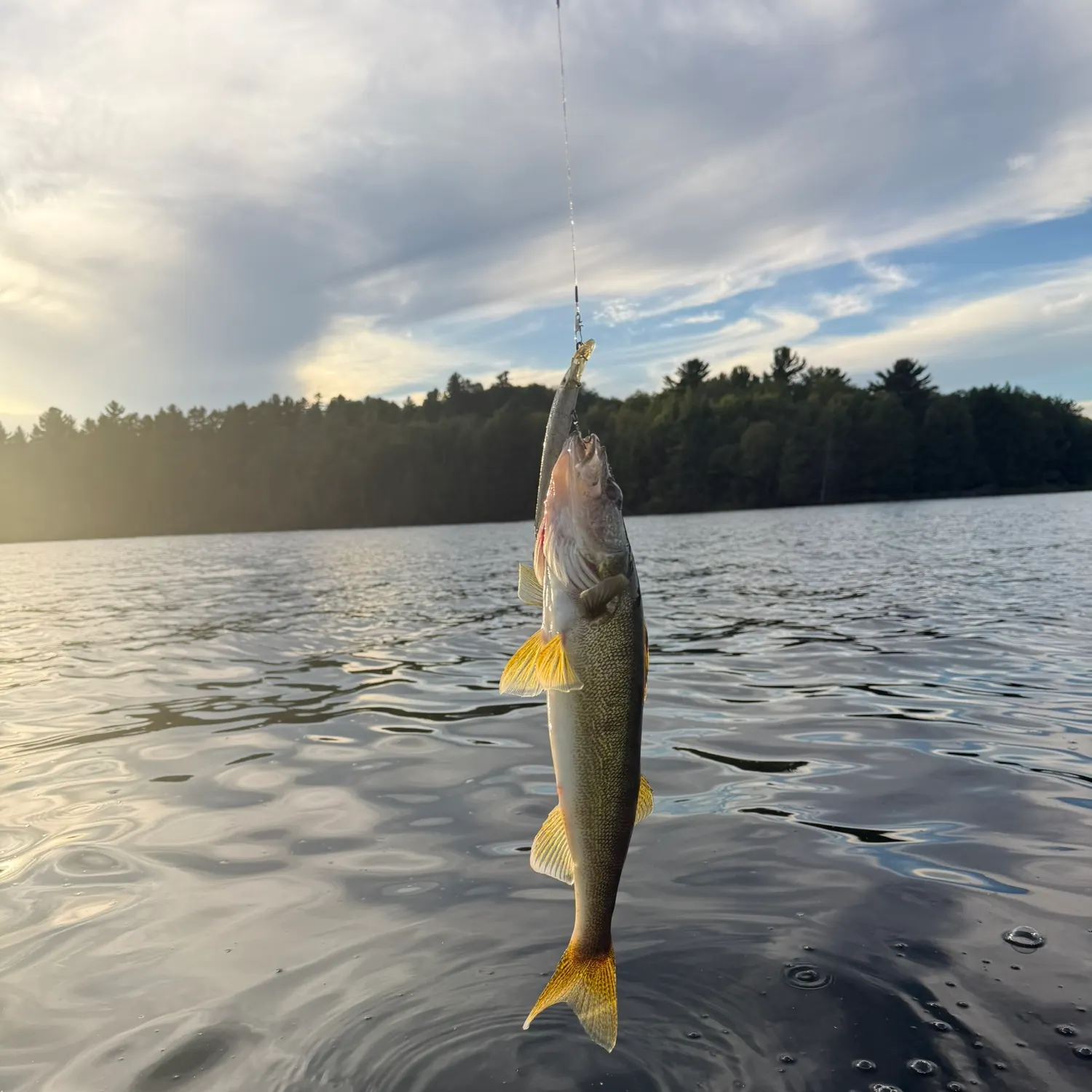 Walleye caught on Fishbrain