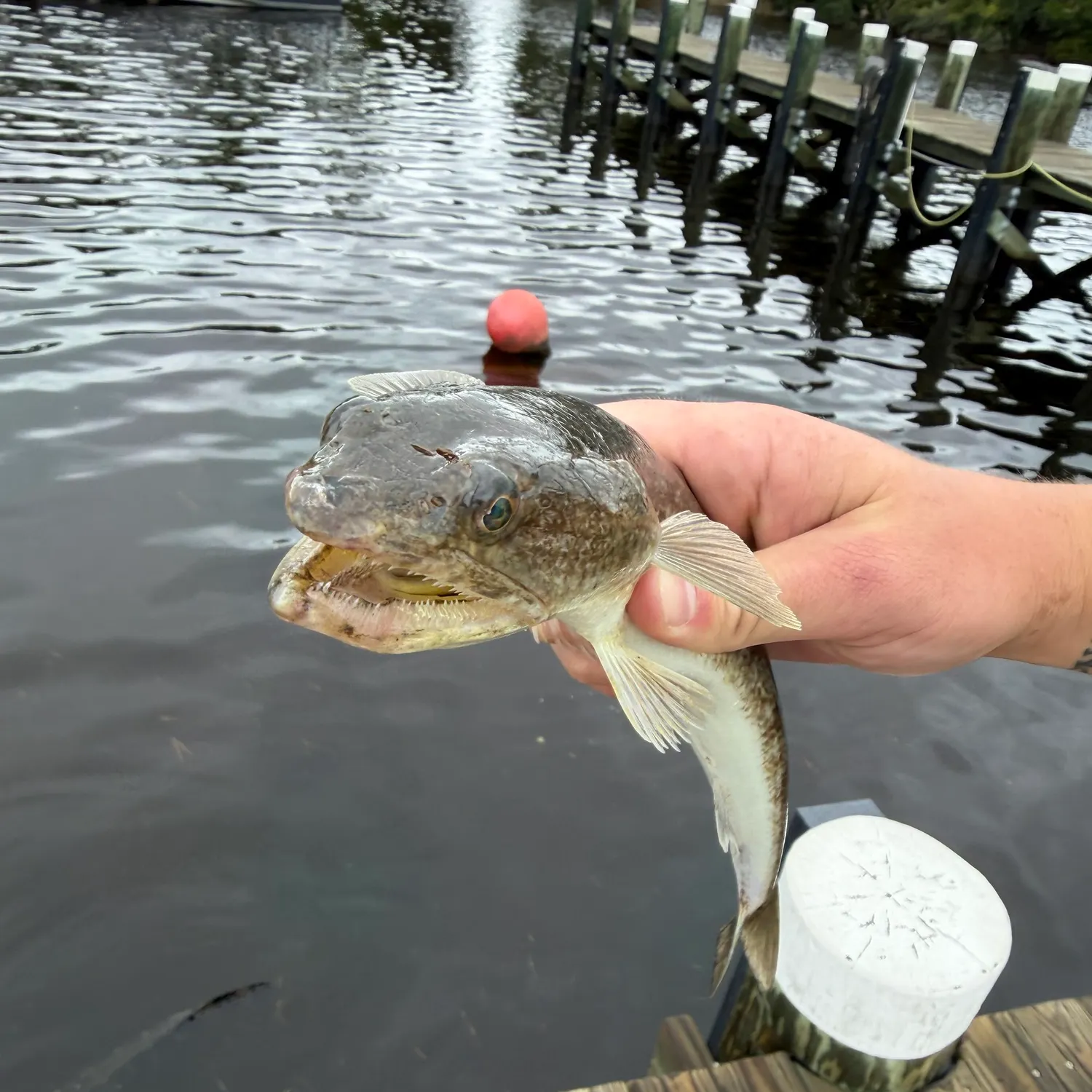 Inshore lizardfish caught on Fishbrain