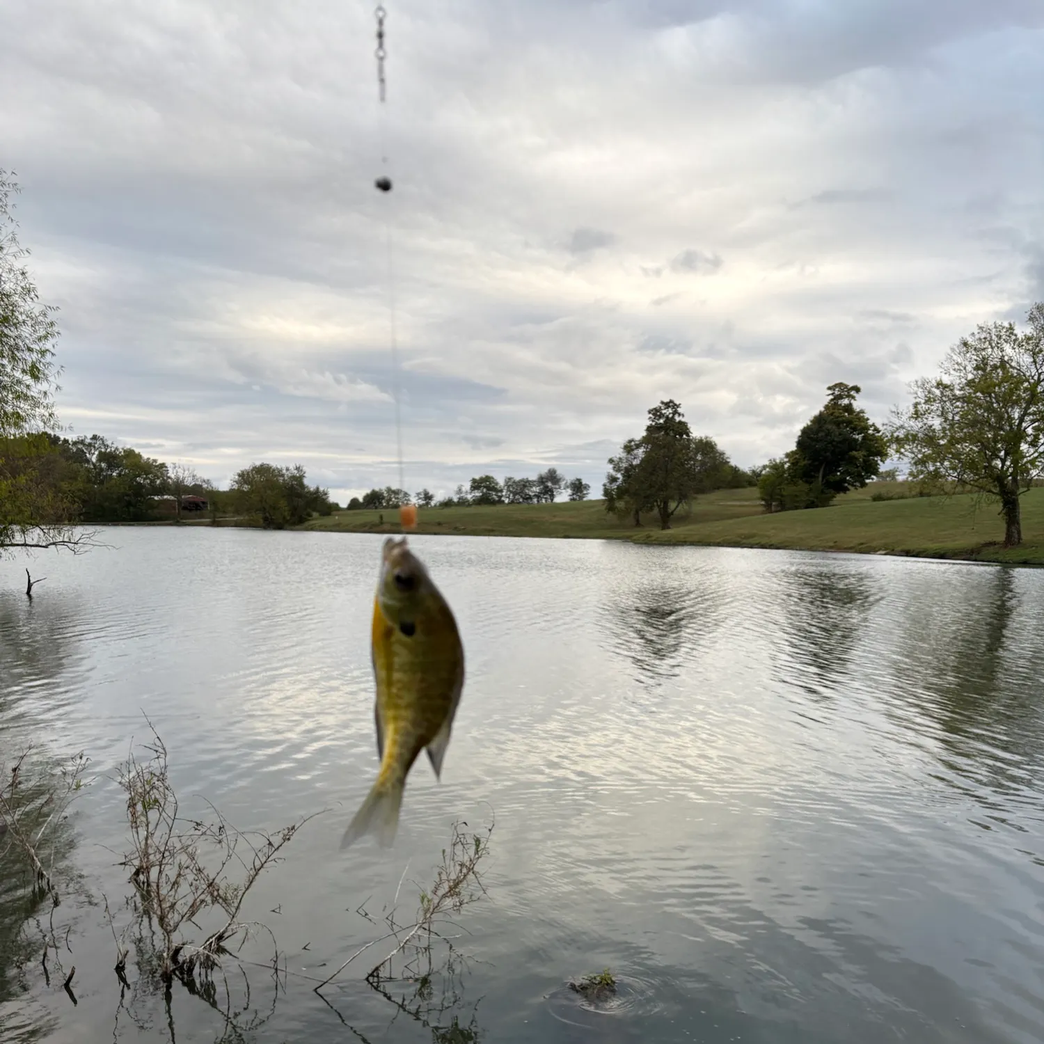Bluegill caught on Fishbrain