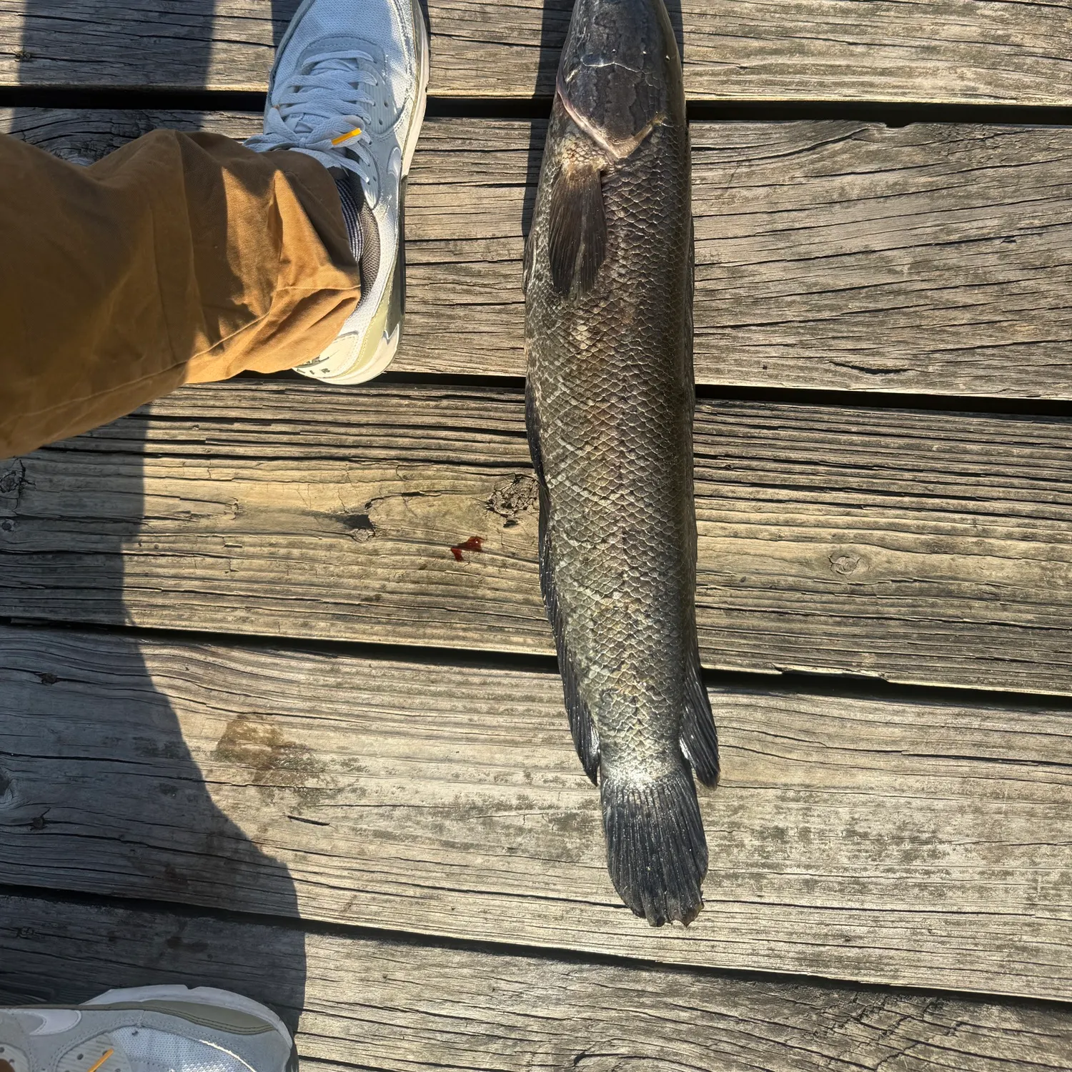 recently logged catches