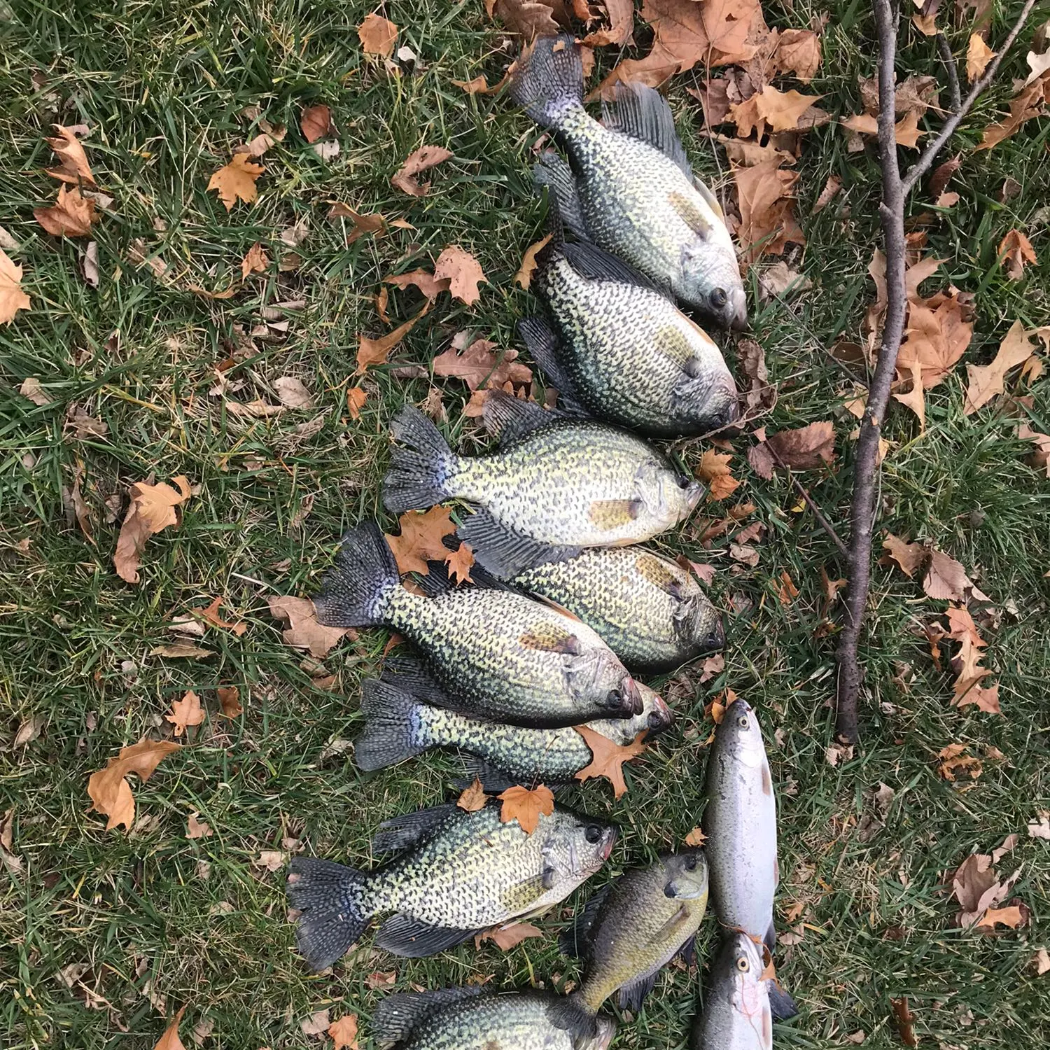 recently logged catches